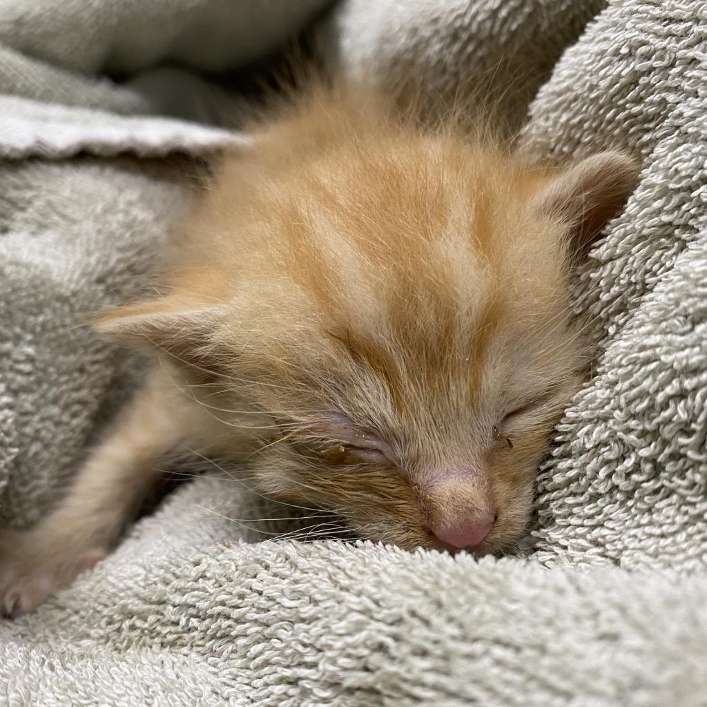 HSNI-Stray-24246, Adoptable, Kitten Male Domestic Short Hair & Mixed Breed.