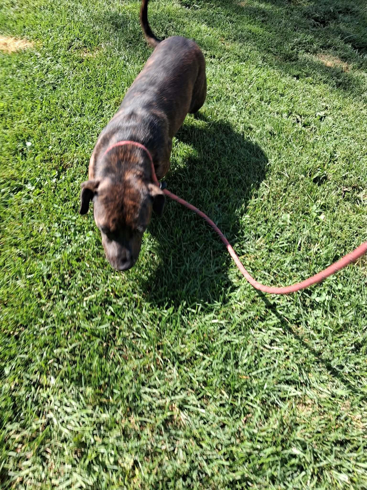 Enlarge Nala, a Adoptable mixed breed in Vaudreuil-Dorion, QC image 2/2