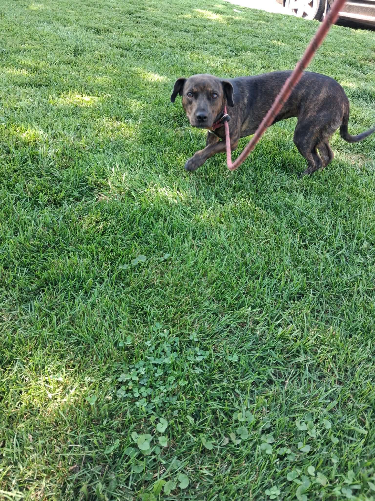 Enlarge Nala, a Adoptable mixed breed in Vaudreuil-Dorion, QC image 1/2