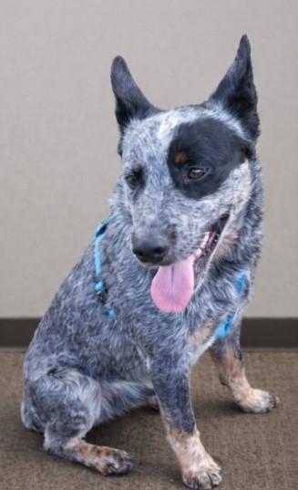 Bandit 2, Adoptable, Young Male Australian Cattle Dog / Blue Heeler & Mixed Breed.