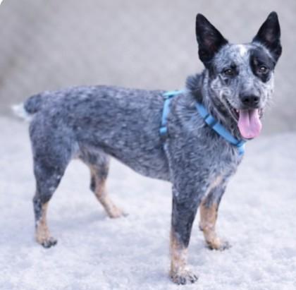 Enlarge Bandit 2, a Adoptable mixed breed in Baraboo, WI image 2/3