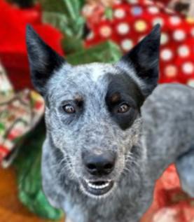 Bandit 2, Adoptable, Young Male Australian Cattle Dog / Blue Heeler & Mixed Breed.