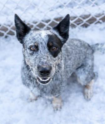 Enlarge Bandit 2, a Adoptable mixed breed in Baraboo, WI image 3/3