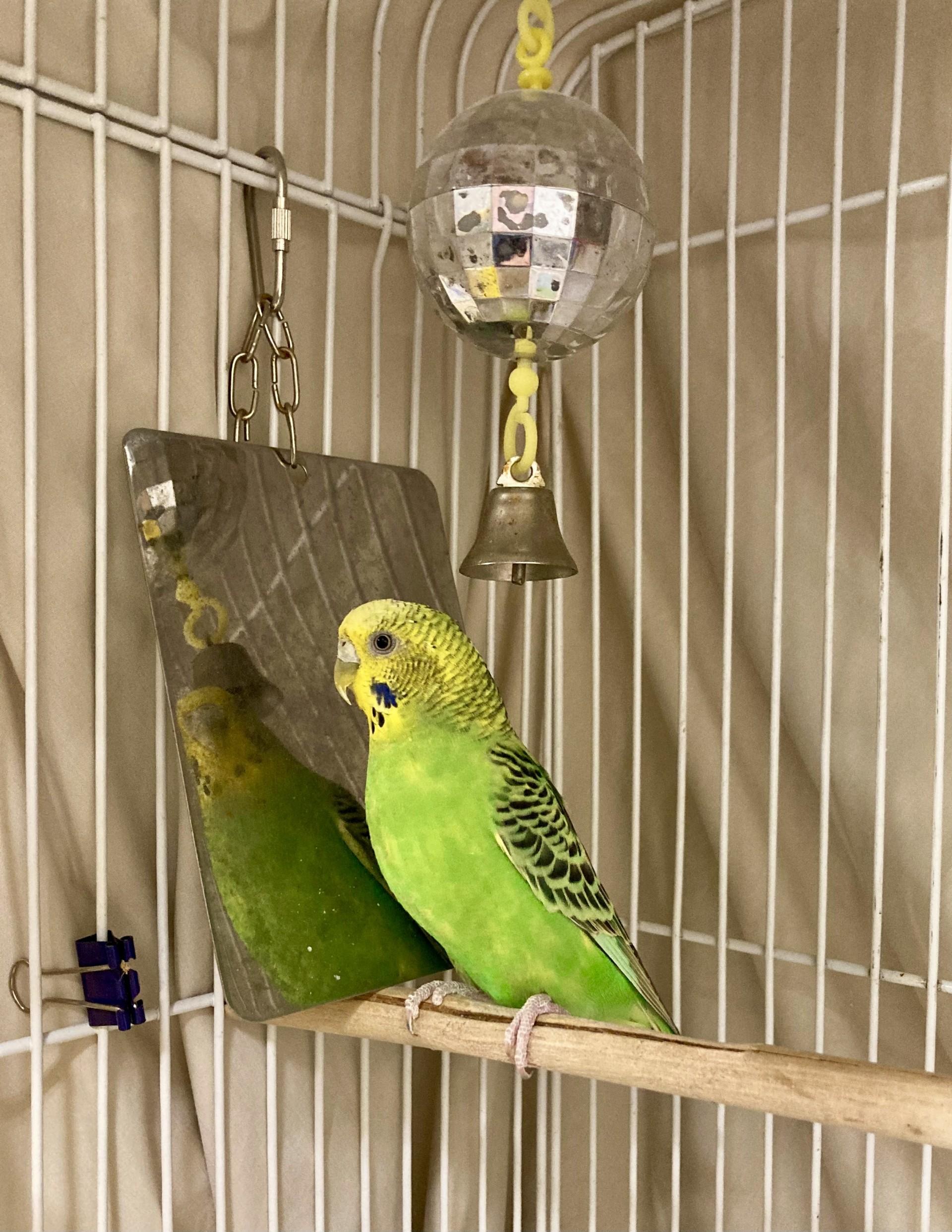 Quito, a Adoptable Parakeet (Other) in Vancouver, BC image 3/4