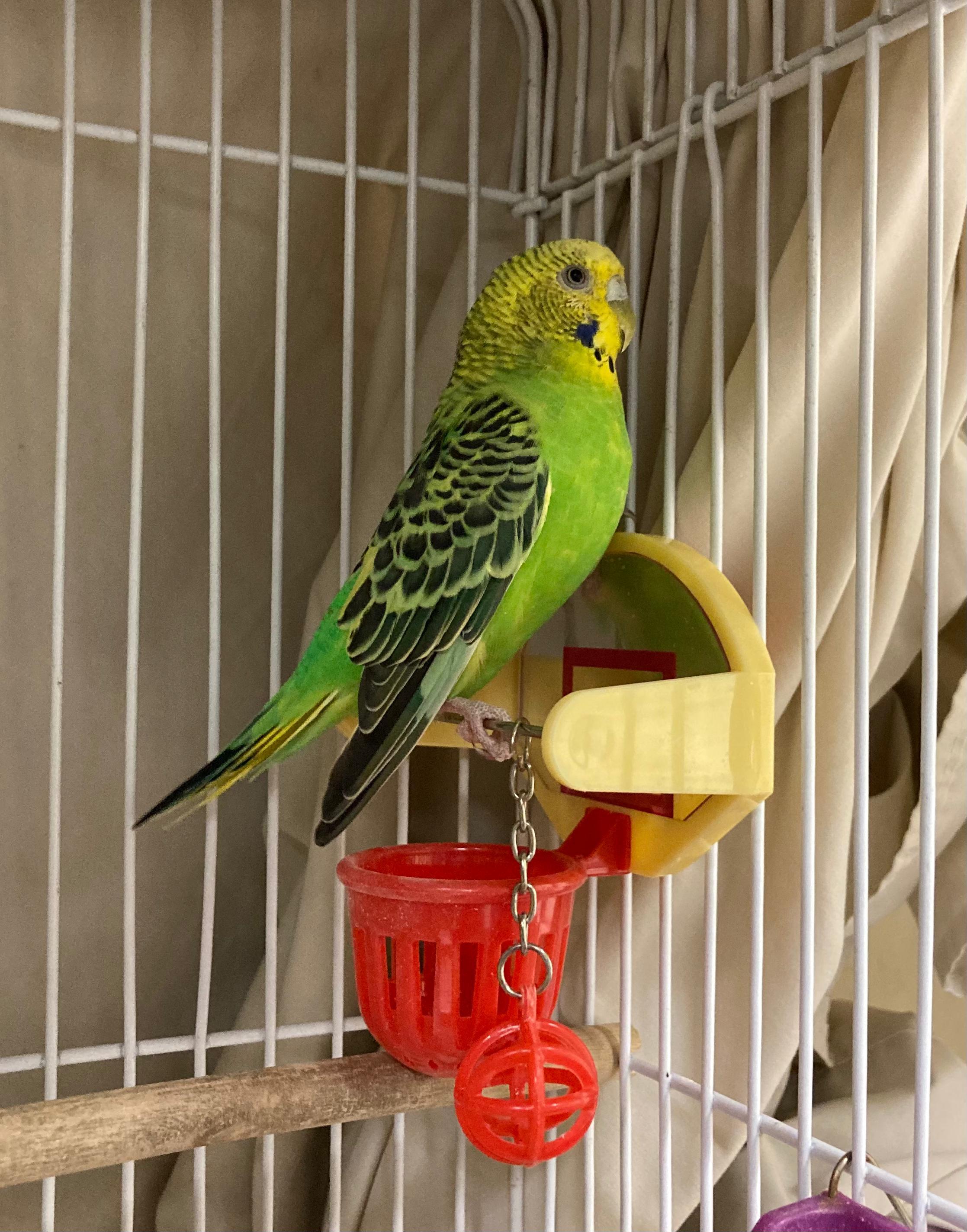 Quito, a Adoptable Parakeet (Other) in Vancouver, BC image 4/4