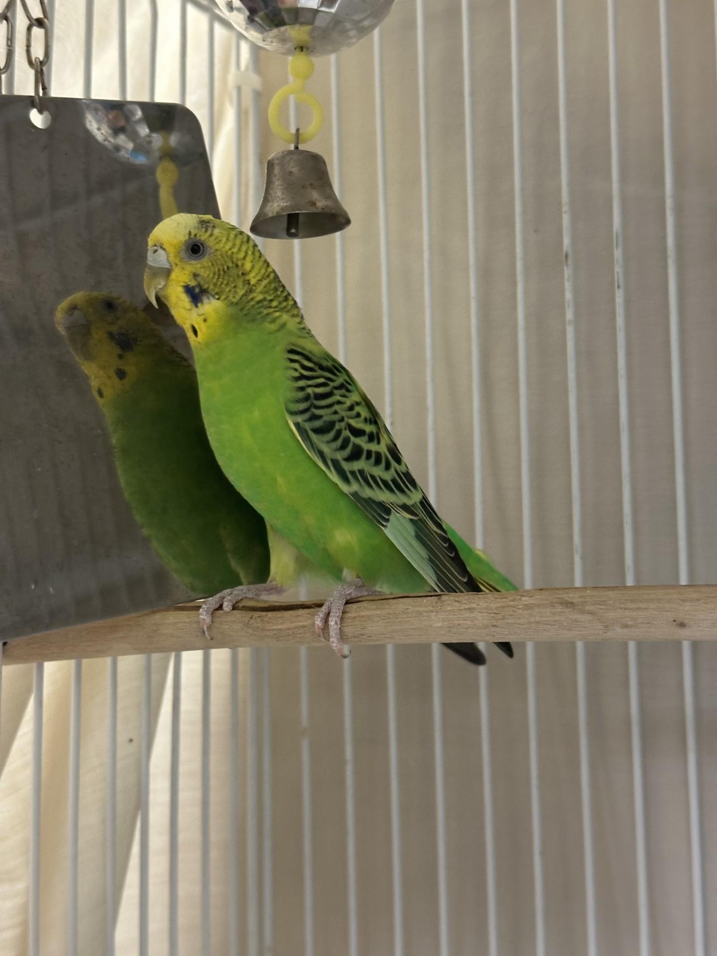 Quito, a Adoptable Parakeet (Other) in Vancouver, BC image 2/4