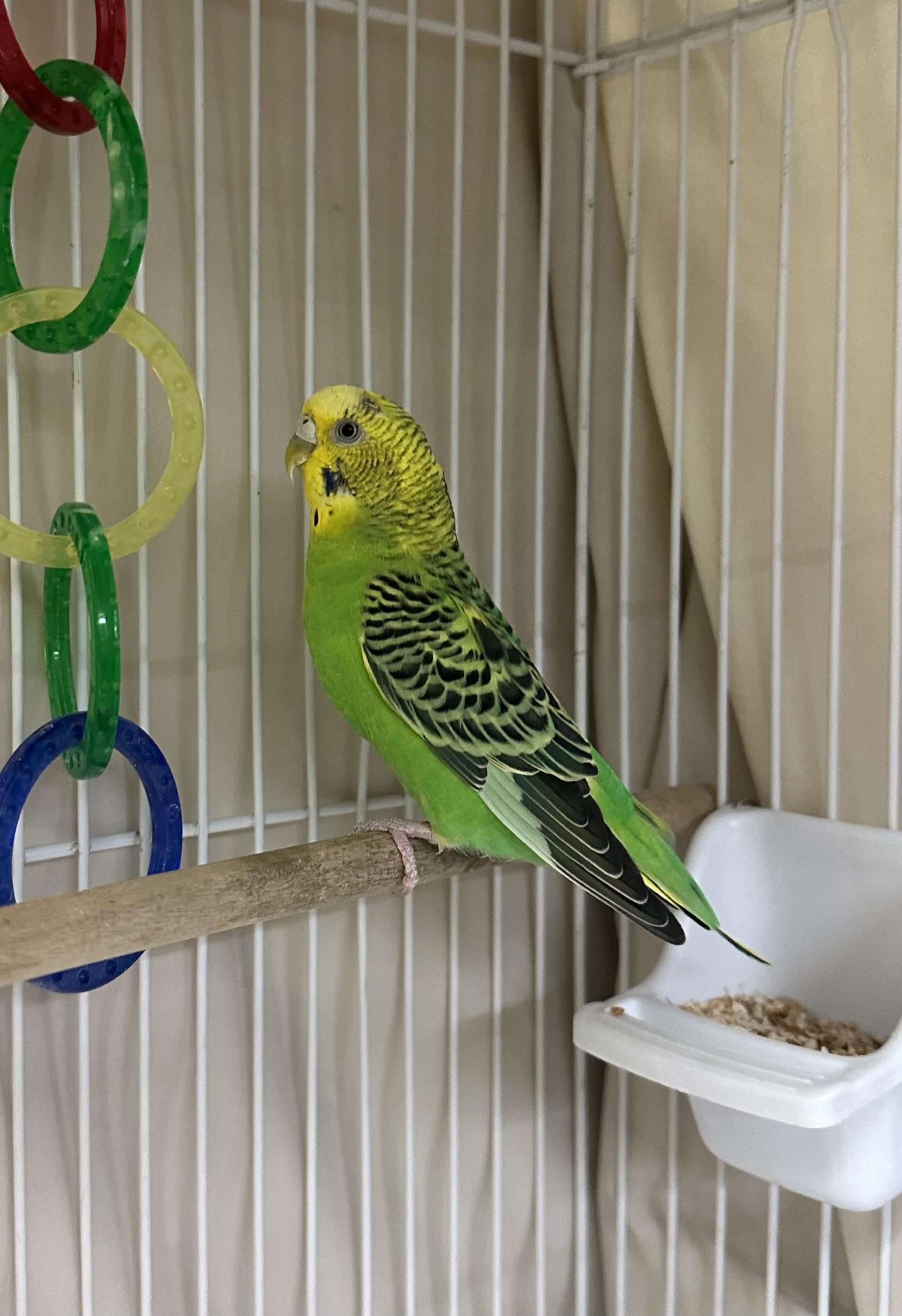 Quito, Adoptable, Adult Male Parakeet (Other).