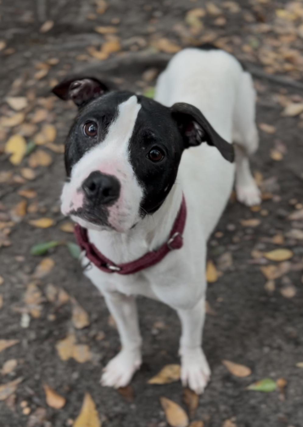 Enlarge Ethel, a Adoptable Mixed Breed in Charleston, SC image 6/6