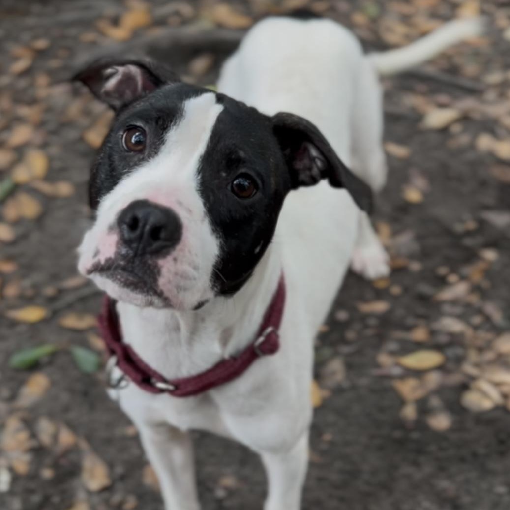 Enlarge Ethel, a Adoptable Mixed Breed in Charleston, SC image 2/6