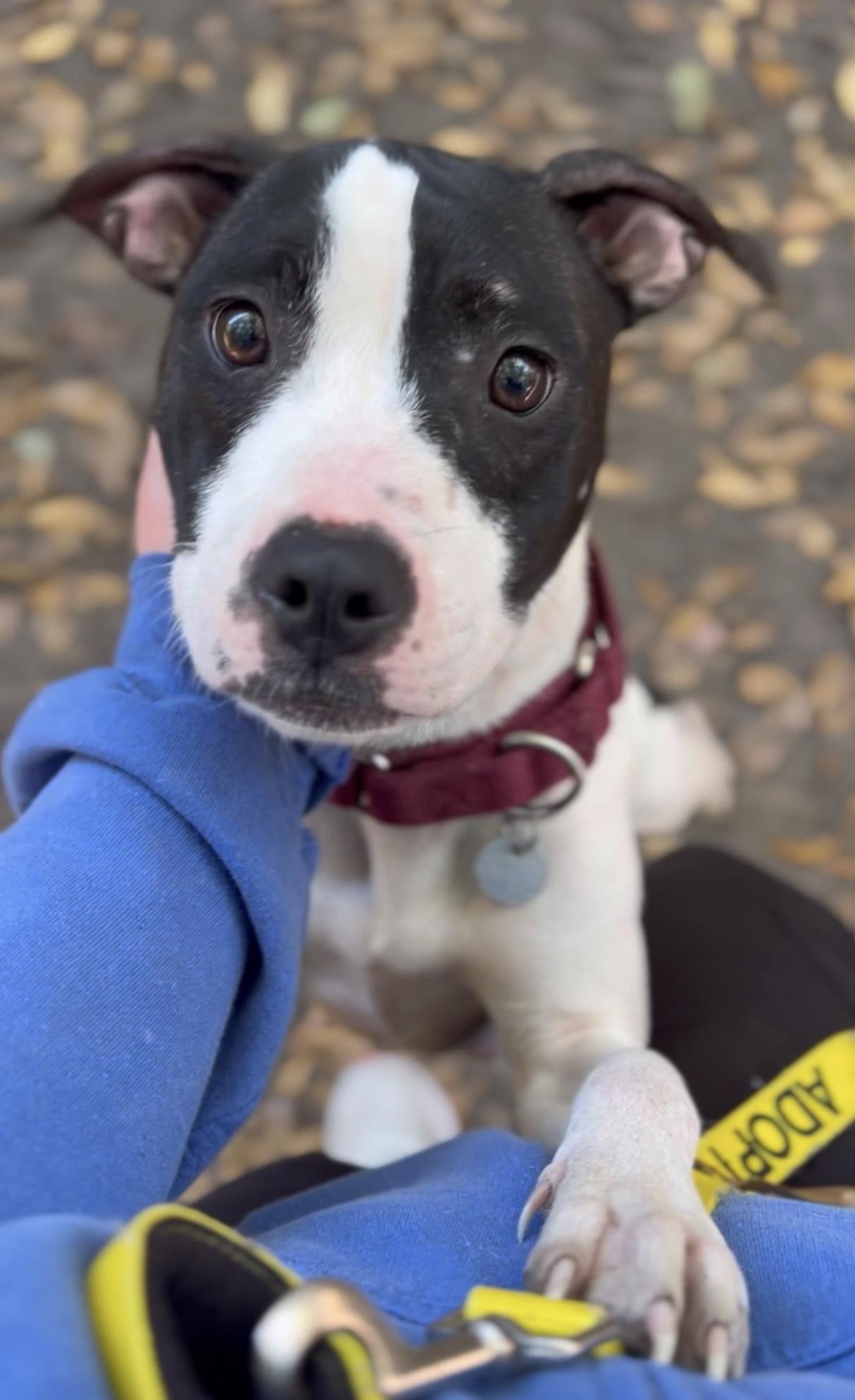 Enlarge Ethel, a Adoptable Mixed Breed in Charleston, SC image 5/6