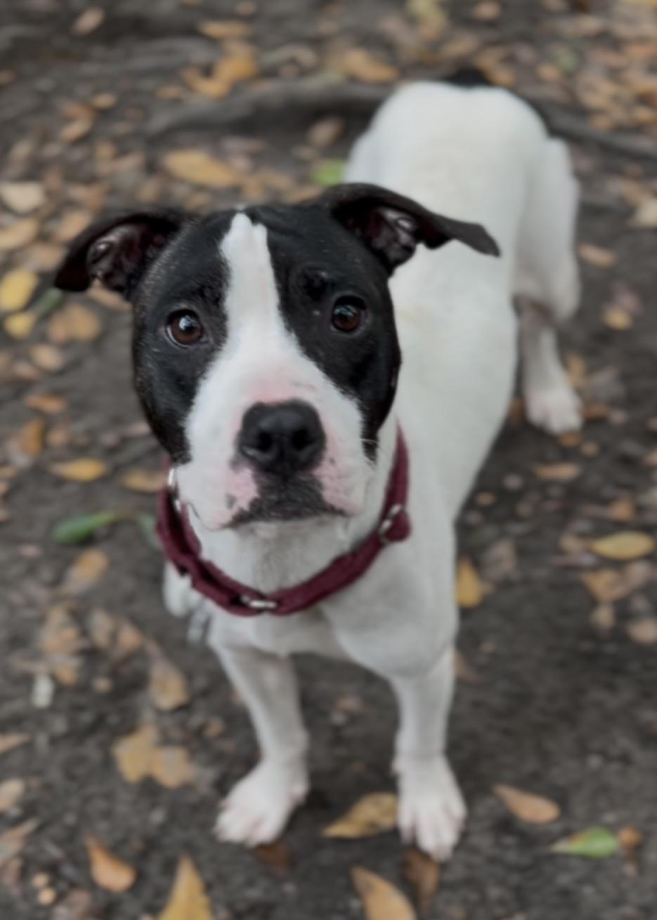 Enlarge Ethel, a Adoptable Mixed Breed in Charleston, SC image 3/6