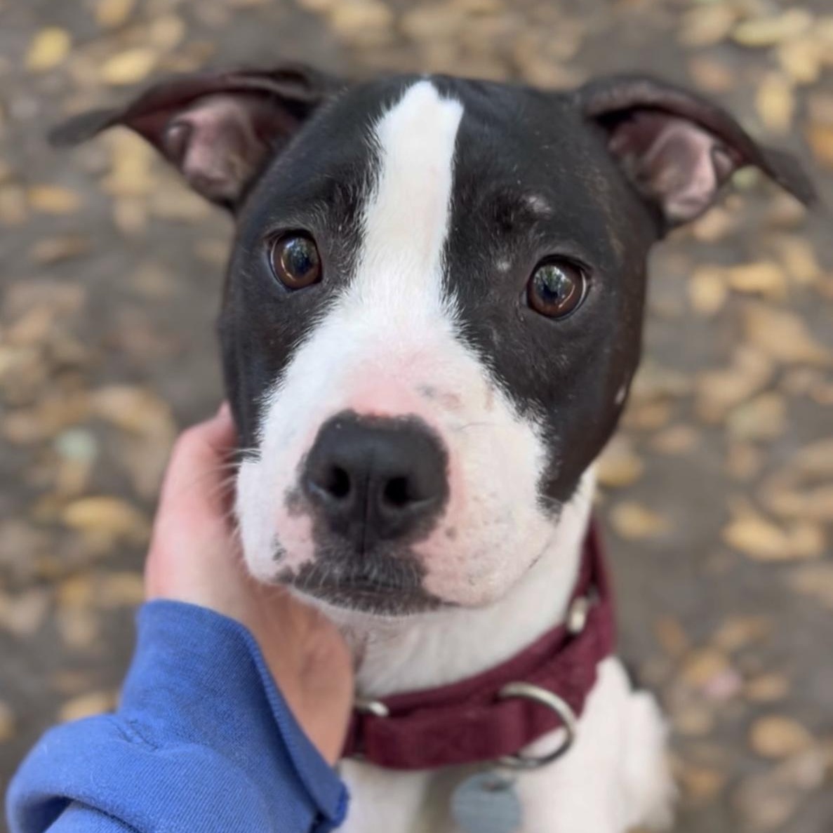 Enlarge Ethel, a Adoptable Mixed Breed in Charleston, SC image 1/6