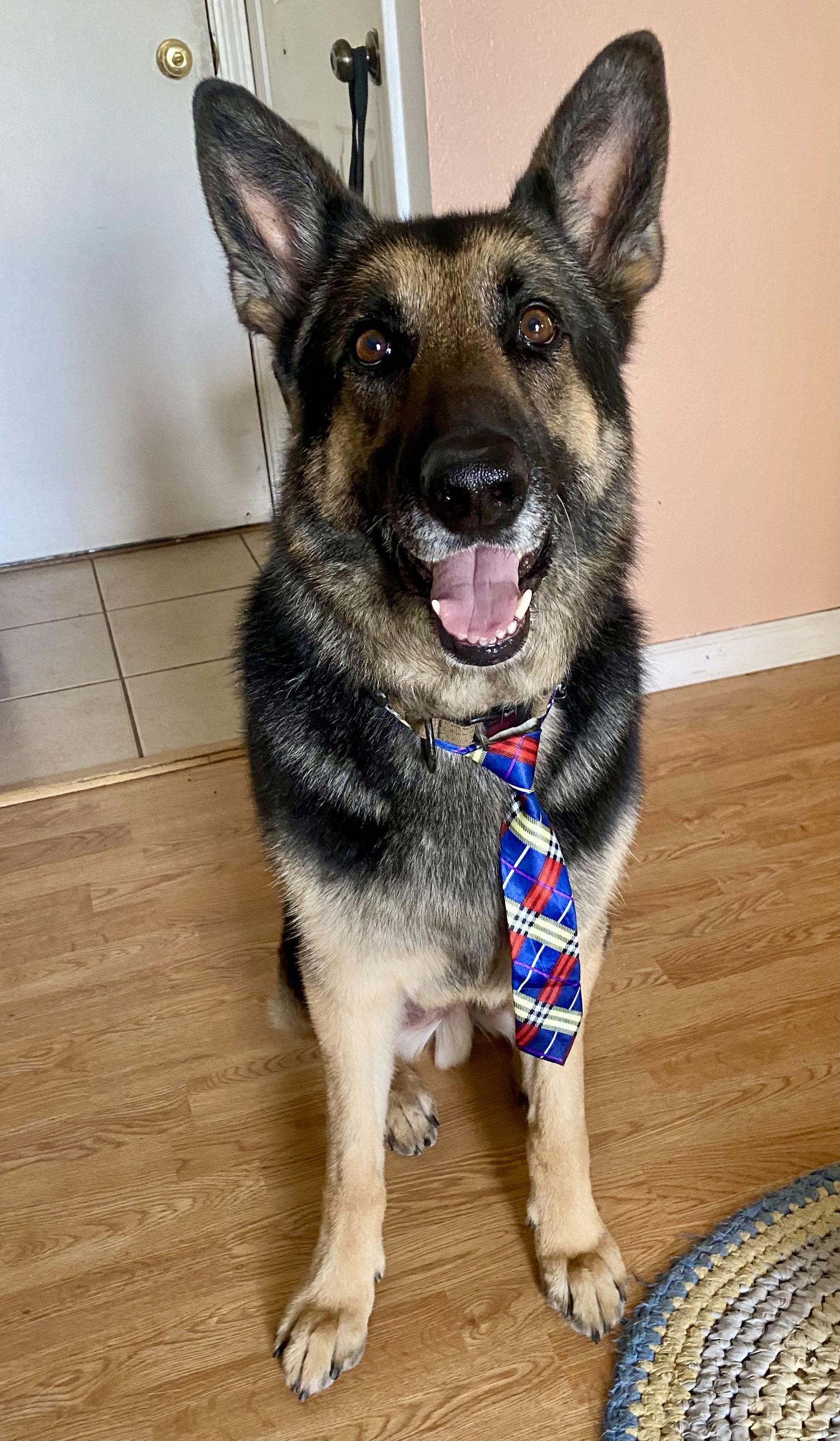 Enlarge Oaky (Courtesy), a Adoptable German Shepherd Dog in Aurora, CO image 1/2
