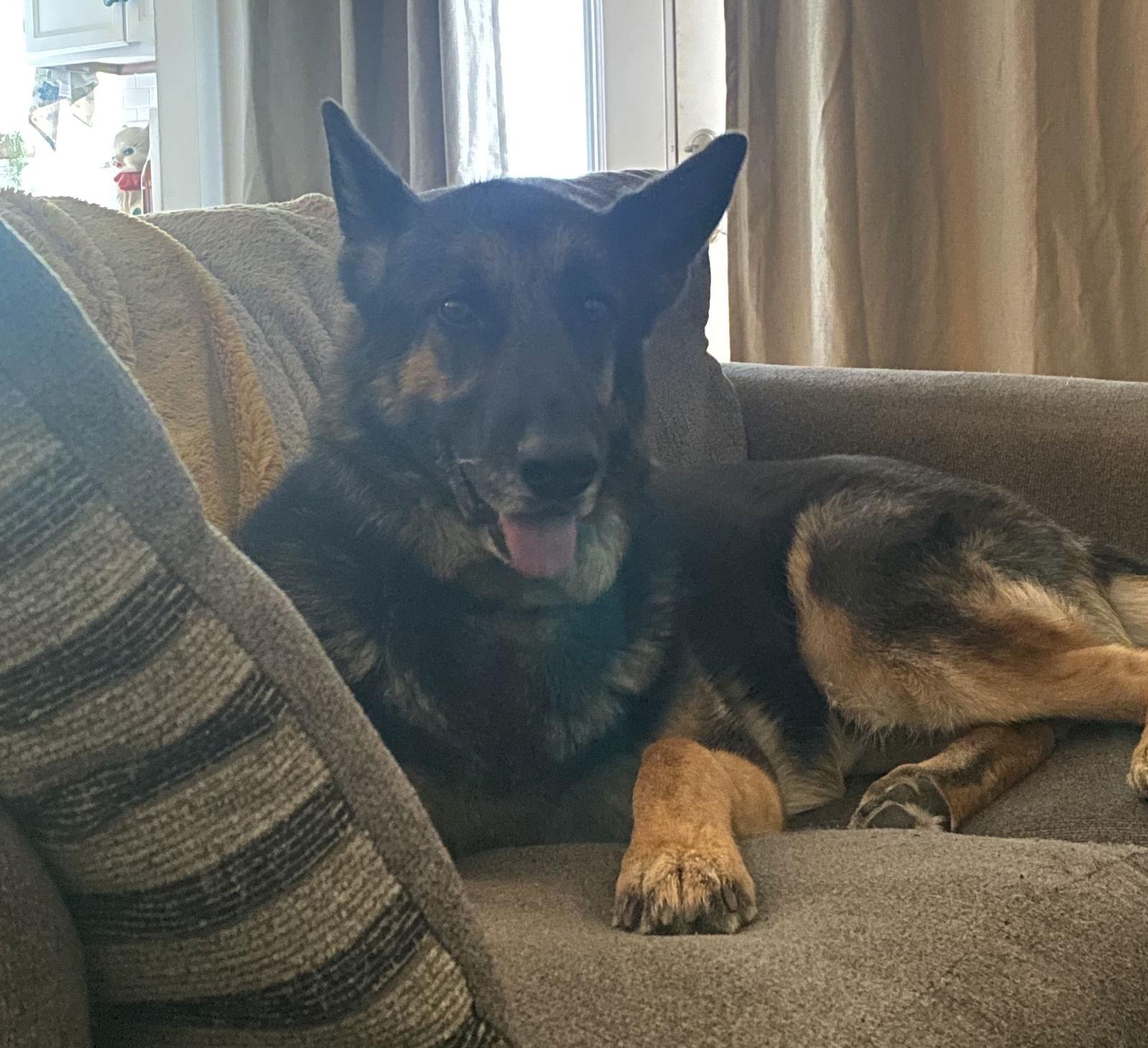 Enlarge Oaky (Courtesy), a Adoptable German Shepherd Dog in Aurora, CO image 2/2