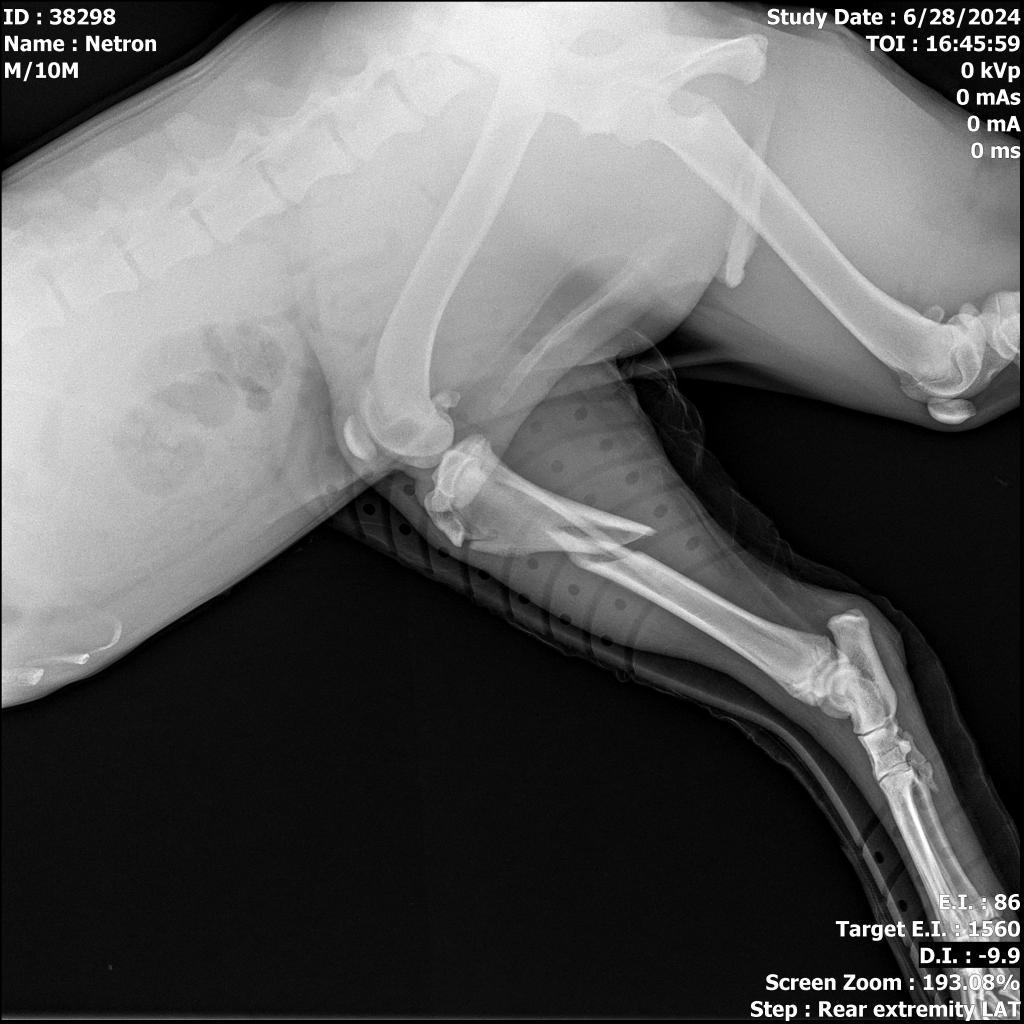 Enlarge Netron, a Adoptable Mixed Breed in Memphis, TN image 1/6