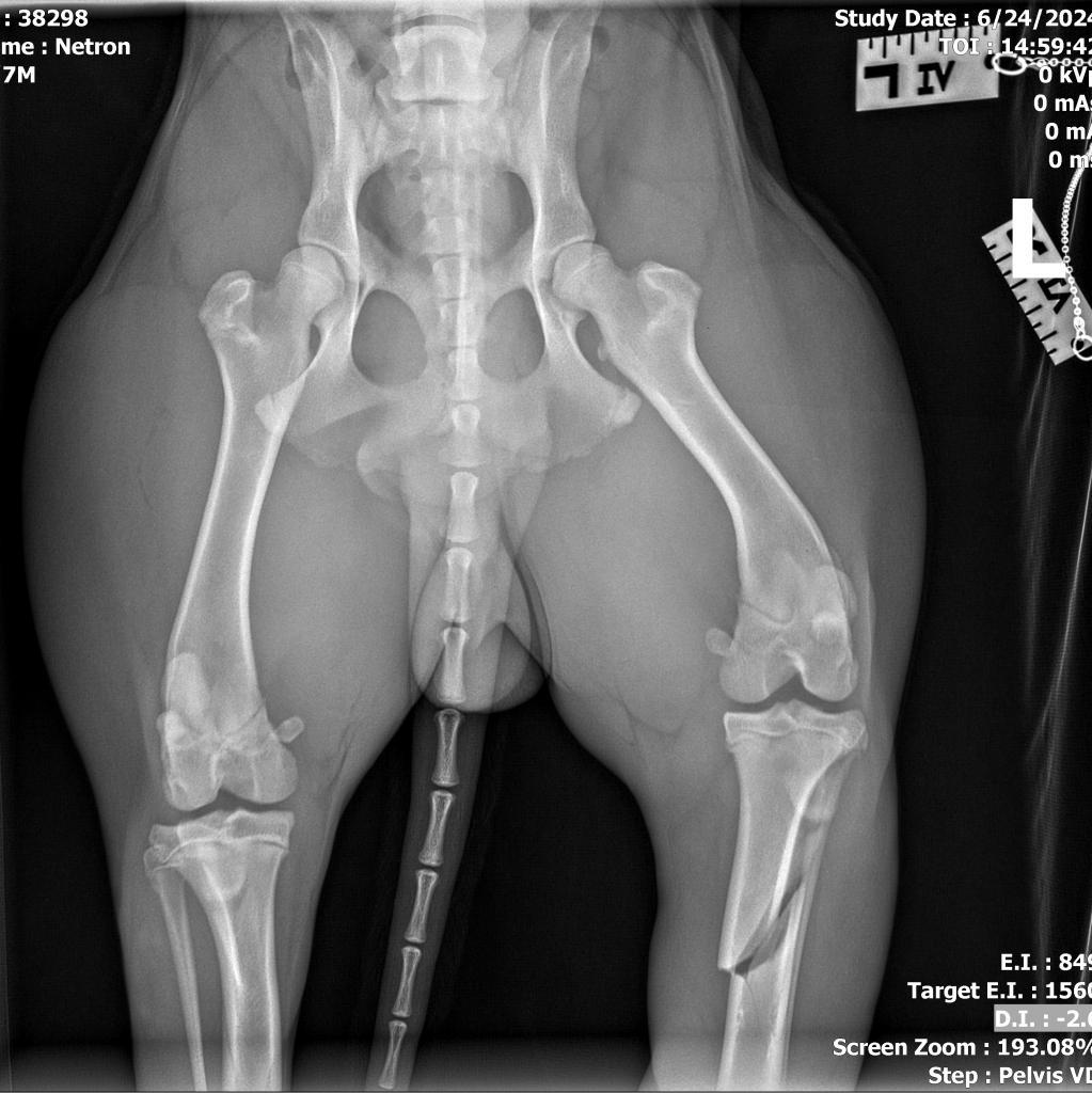 Enlarge Netron, a Adoptable Mixed Breed in Memphis, TN image 2/6