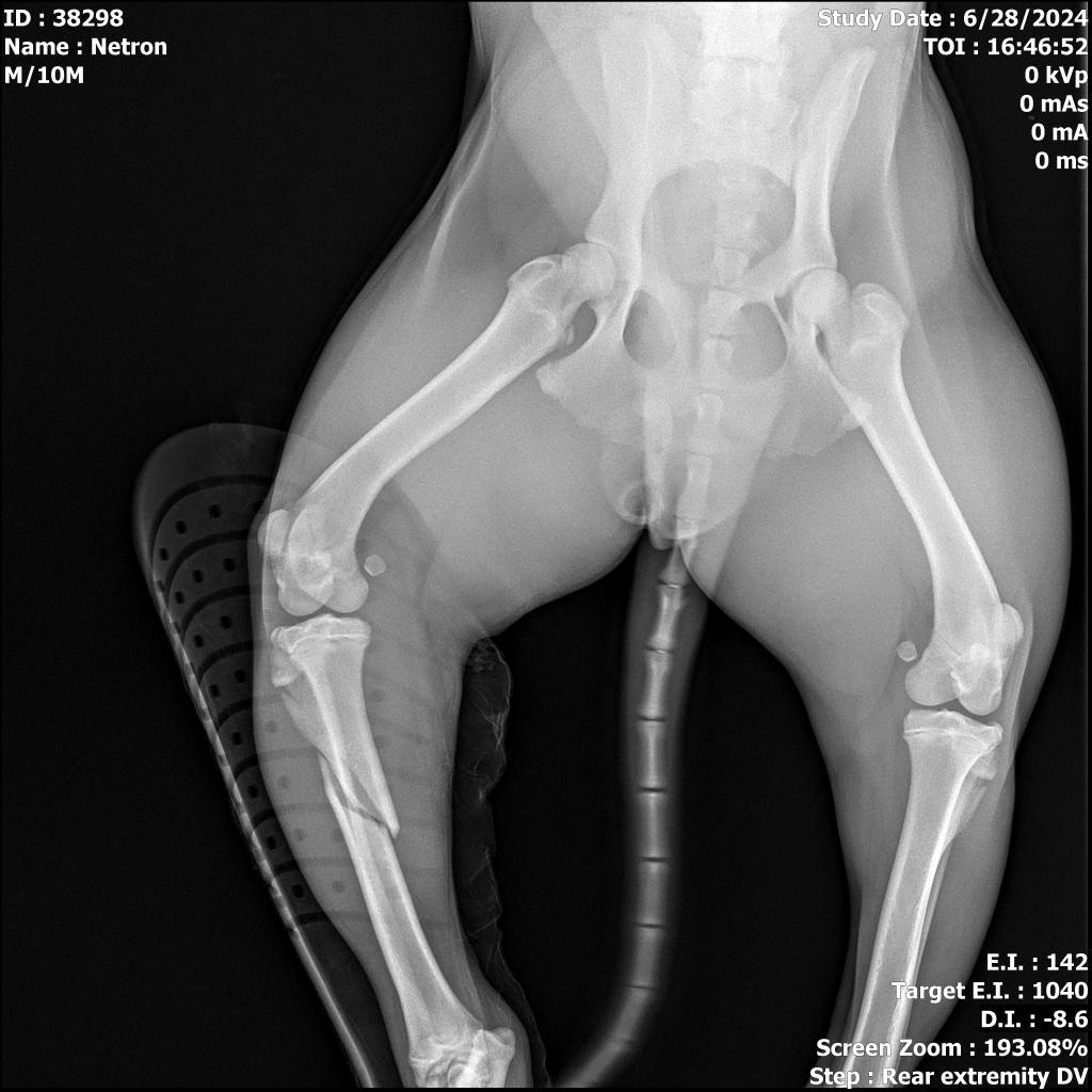 Enlarge Netron, a Adoptable Mixed Breed in Memphis, TN image 3/6