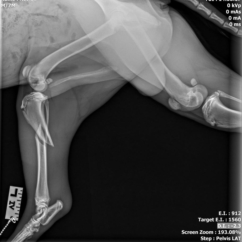 Enlarge Netron, a Adoptable Mixed Breed in Memphis, TN image 4/6