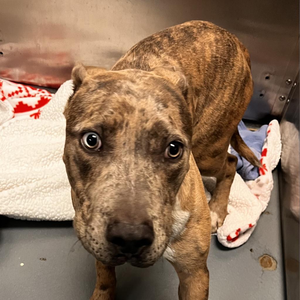 Enlarge Netron, a Adoptable Mixed Breed in Memphis, TN image 5/6