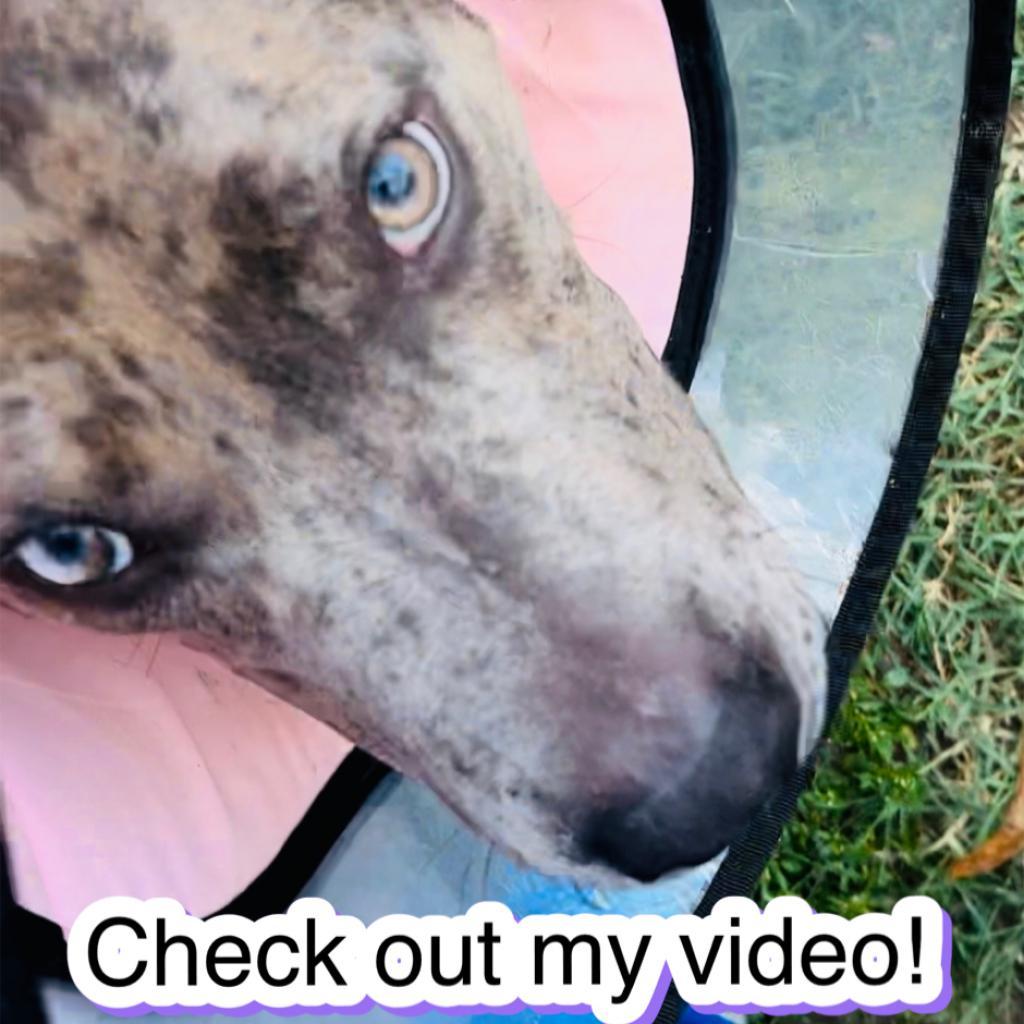 Enlarge Netron, a Adoptable Mixed Breed in Memphis, TN image 6/6