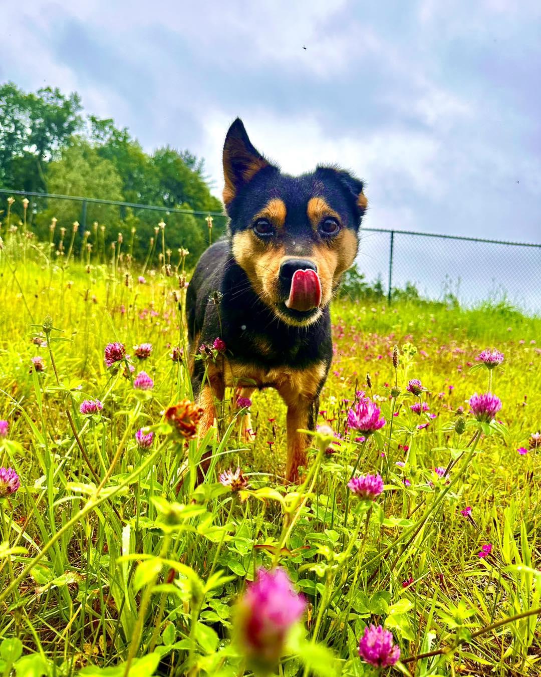 Enlarge Sammy, a Adoptable mixed breed in Naples, ME image 3/5