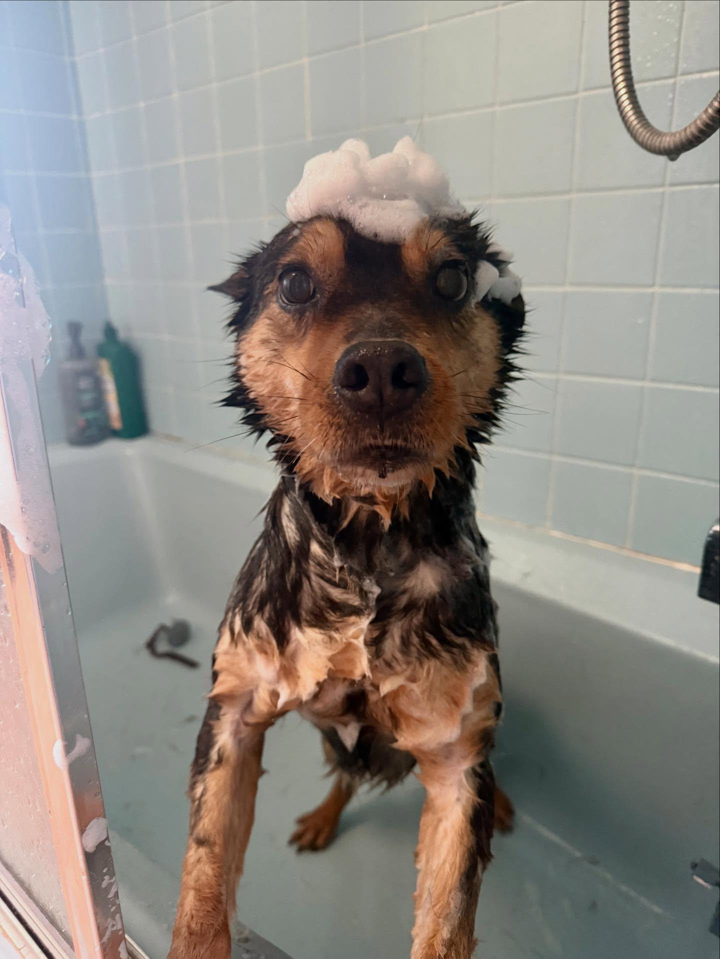 Enlarge Sammy, a Adoptable mixed breed in Naples, ME image 1/5