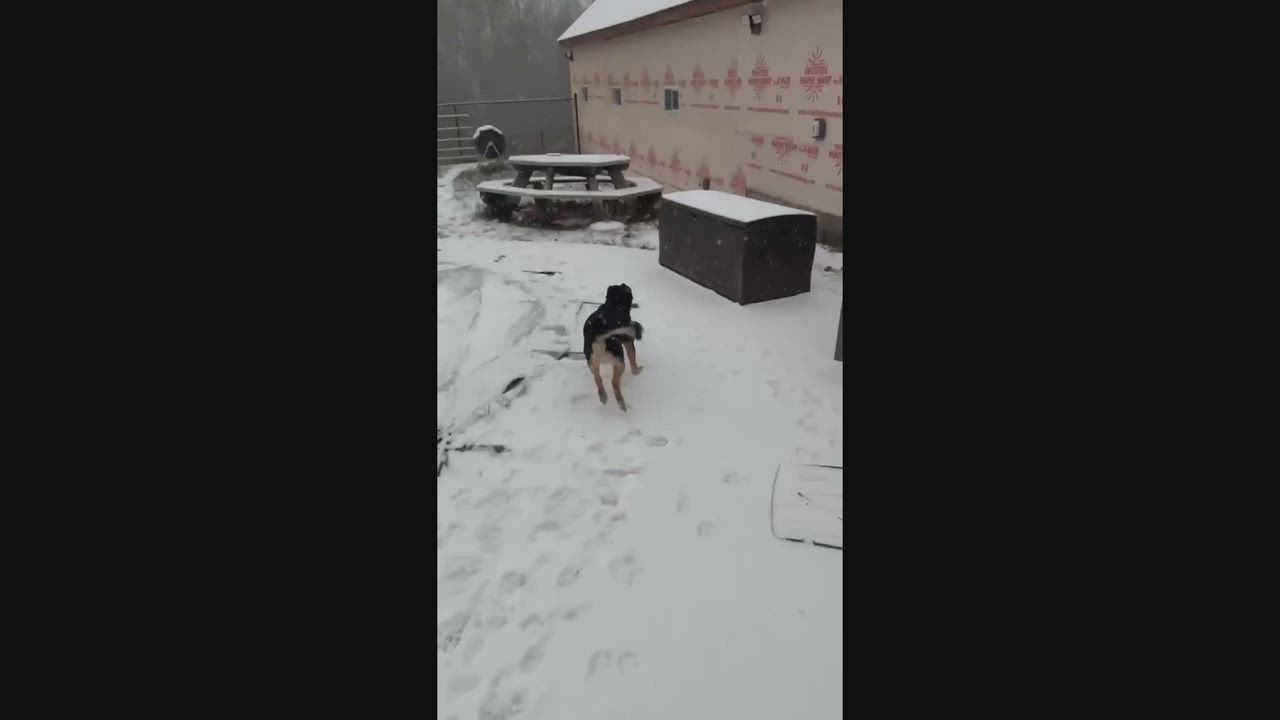 Enlarge Sammy, a Adoptable mixed breed in Naples, ME video 4/5