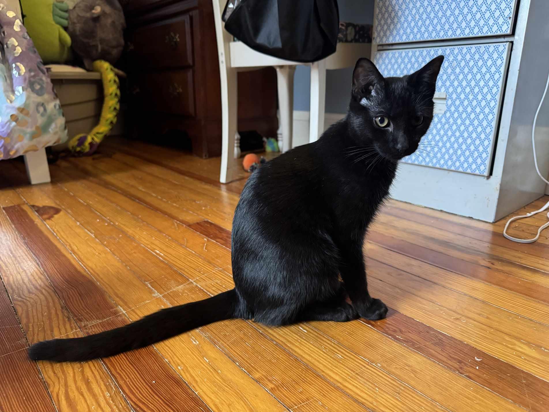 Boomer, Adoptable, Kitten Male Domestic Short Hair.