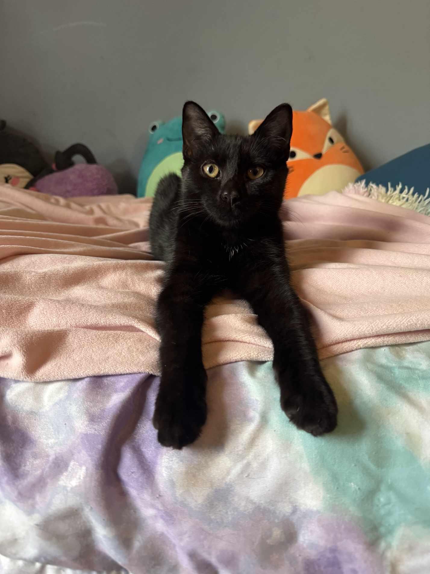 Enlarge Boomer, a Adoptable Domestic Short Hair in Nesquehoning, PA image 2/2