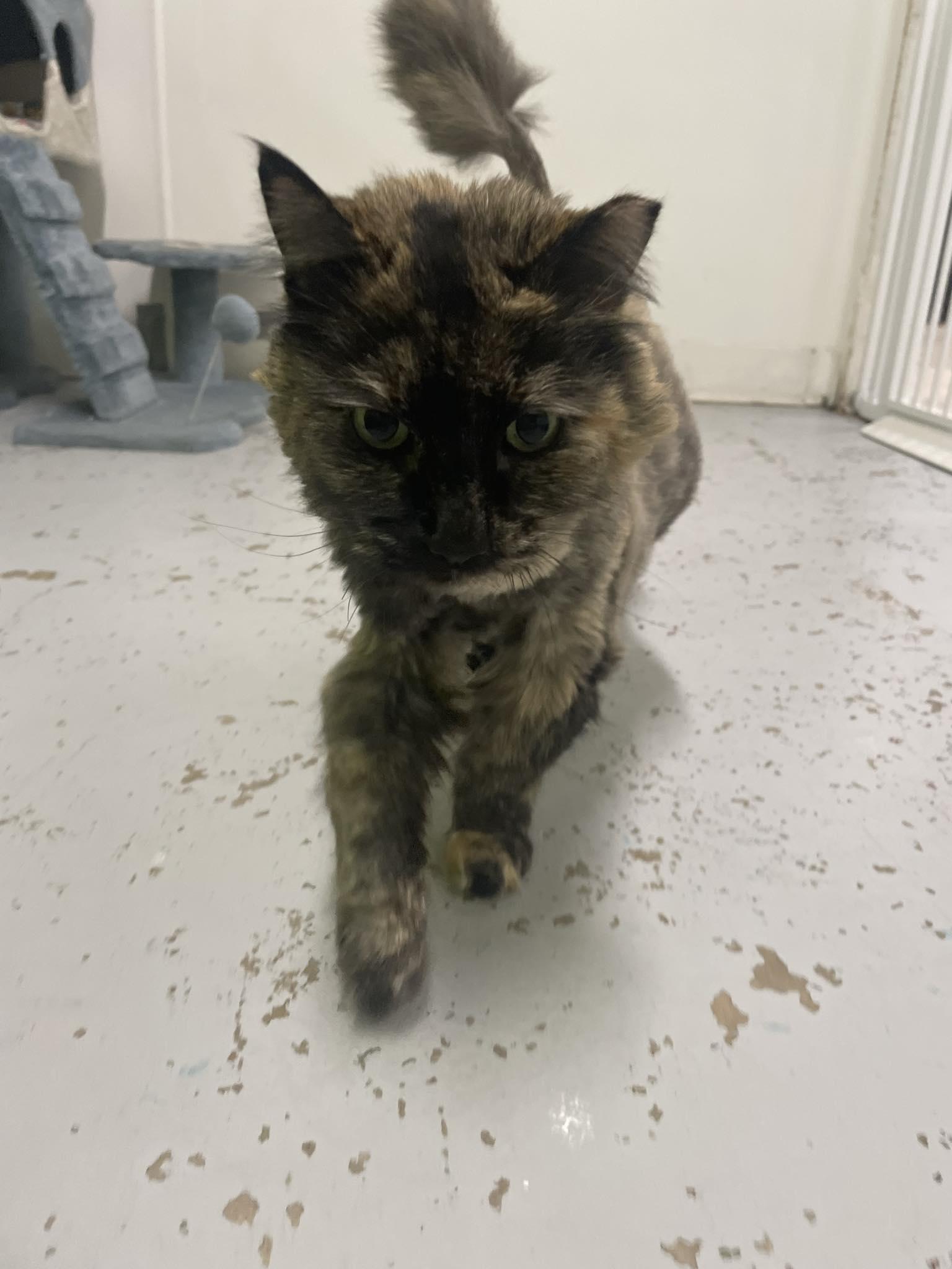 Mystique, a ADOPTABLE mixed breed in St. Maries, ID image 2/6