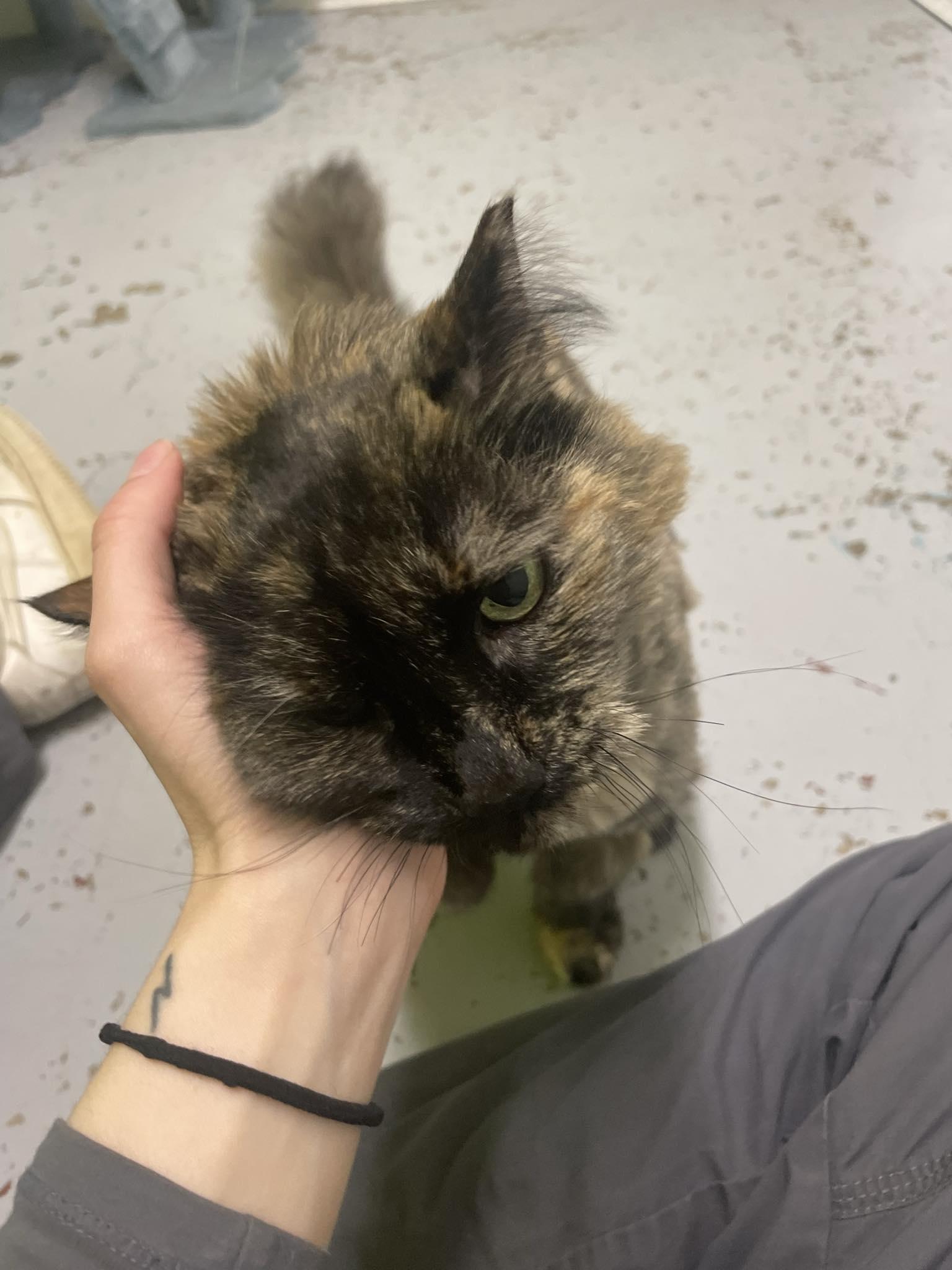 Mystique, a ADOPTABLE mixed breed in St. Maries, ID image 6/6