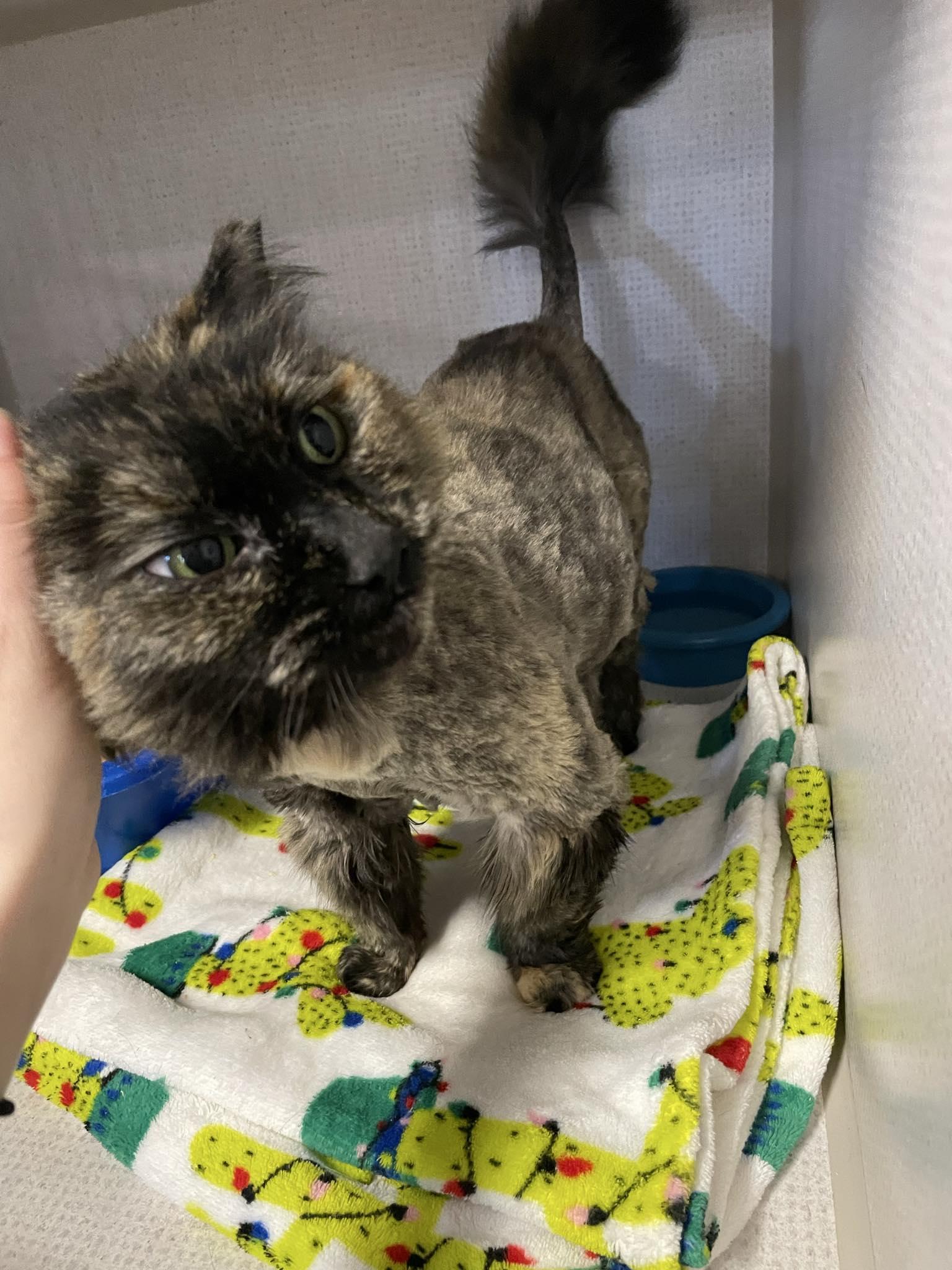 Mystique, a ADOPTABLE mixed breed in St. Maries, ID image 5/6