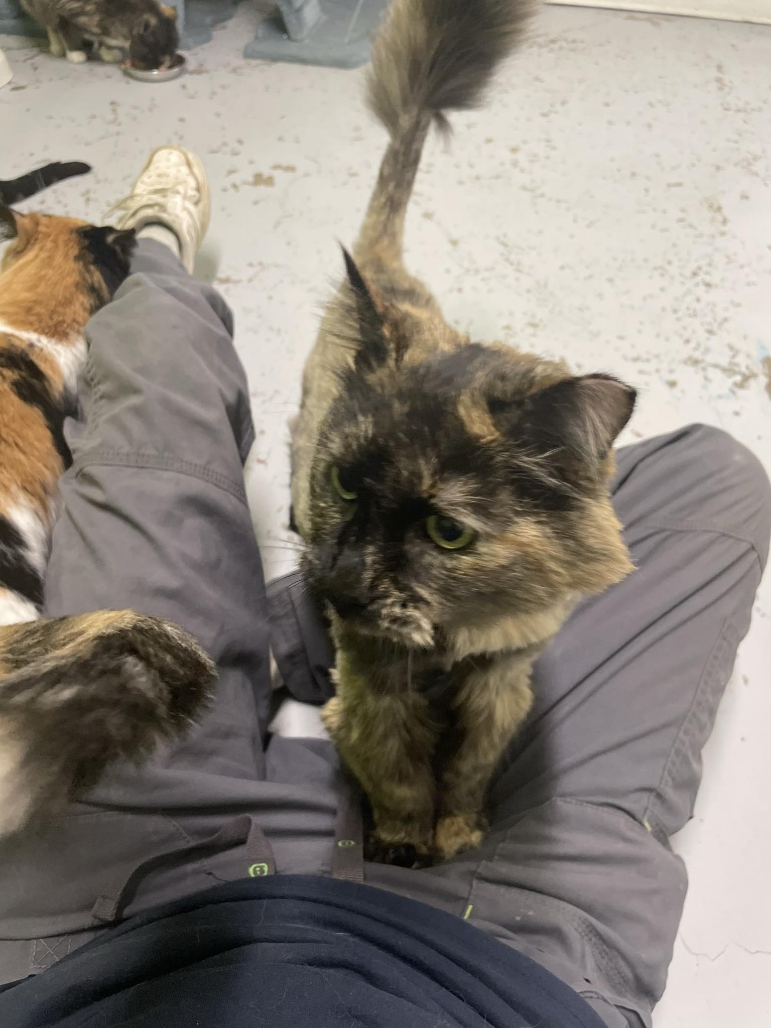 Mystique, a ADOPTABLE mixed breed in St. Maries, ID image 3/6