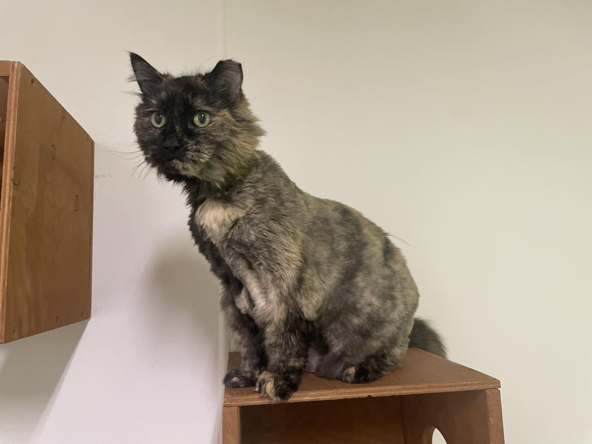 Mystique, ADOPTABLE, Senior Female Tortoiseshell.