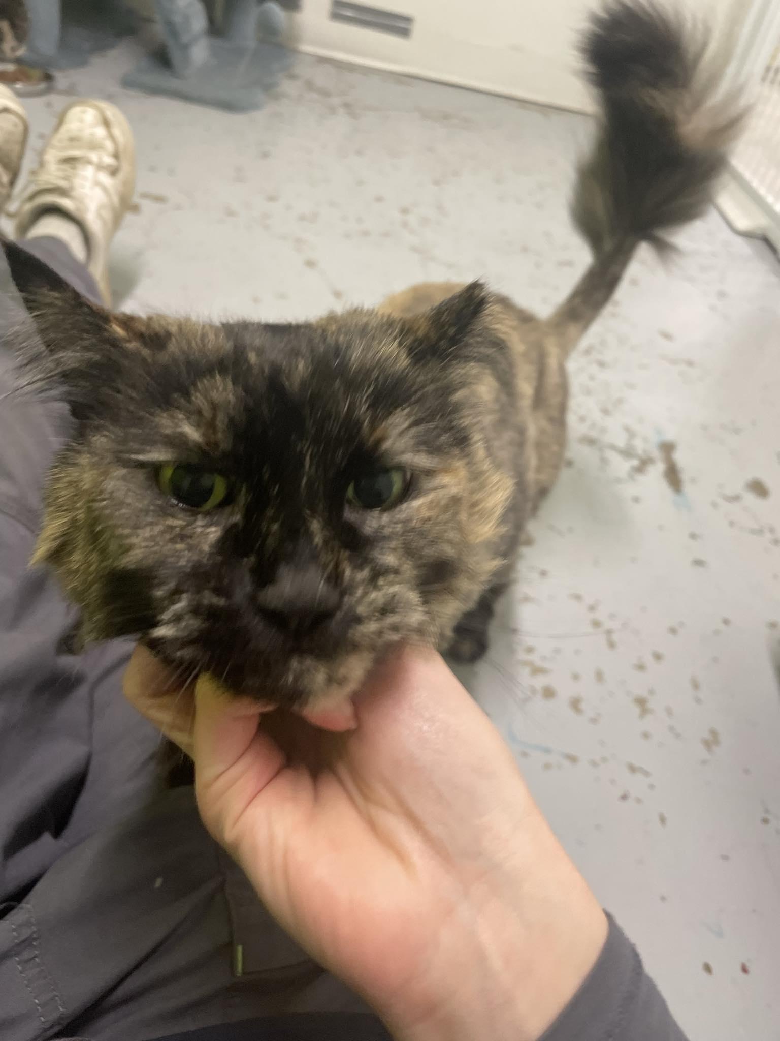 Mystique, a ADOPTABLE mixed breed in St. Maries, ID image 4/6