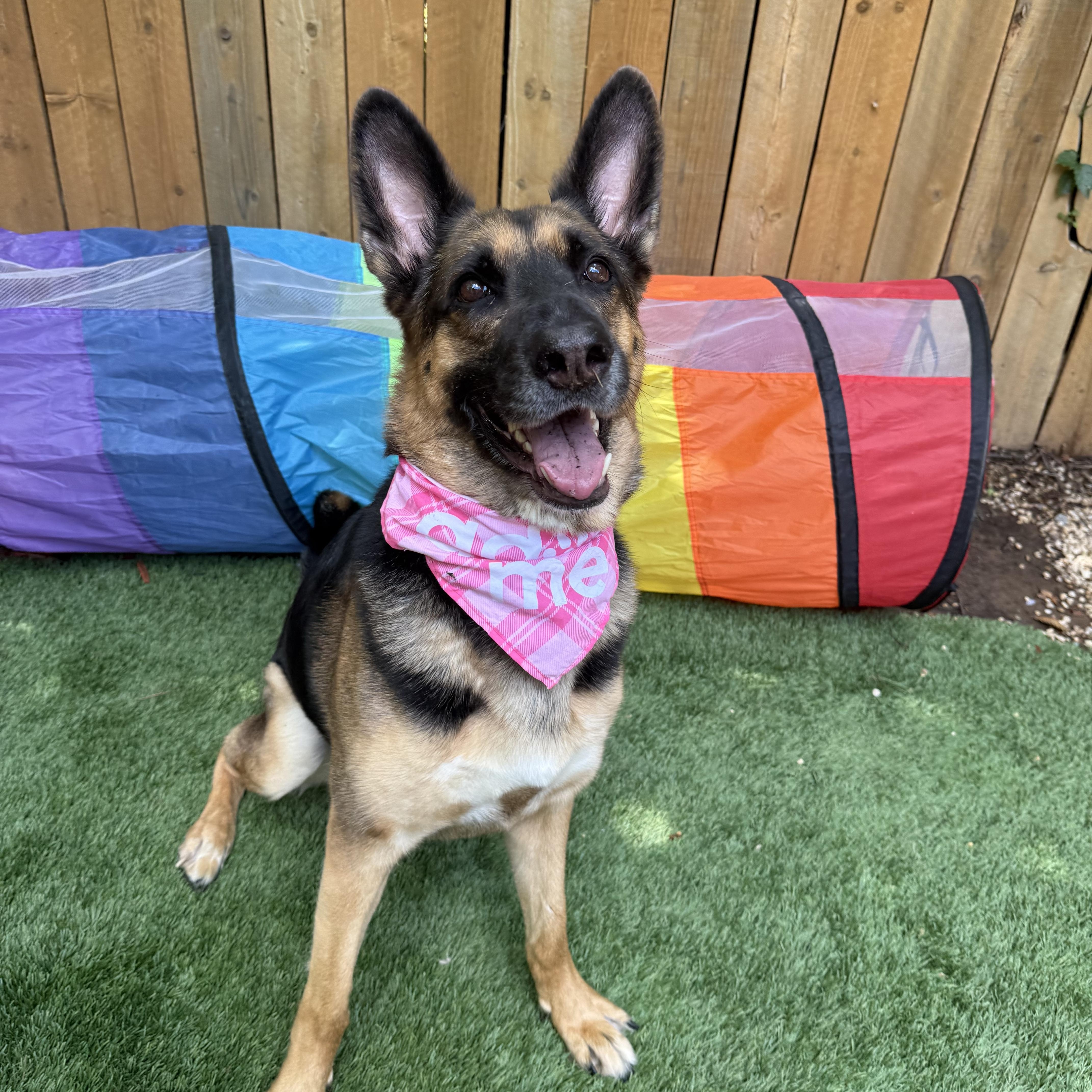 Penny, Adoptable, Young Female German Shepherd Dog.
