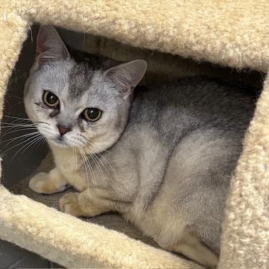 Enlarge Belmont, a ADOPTABLE American Shorthair in Allegan, MI image 3/3
