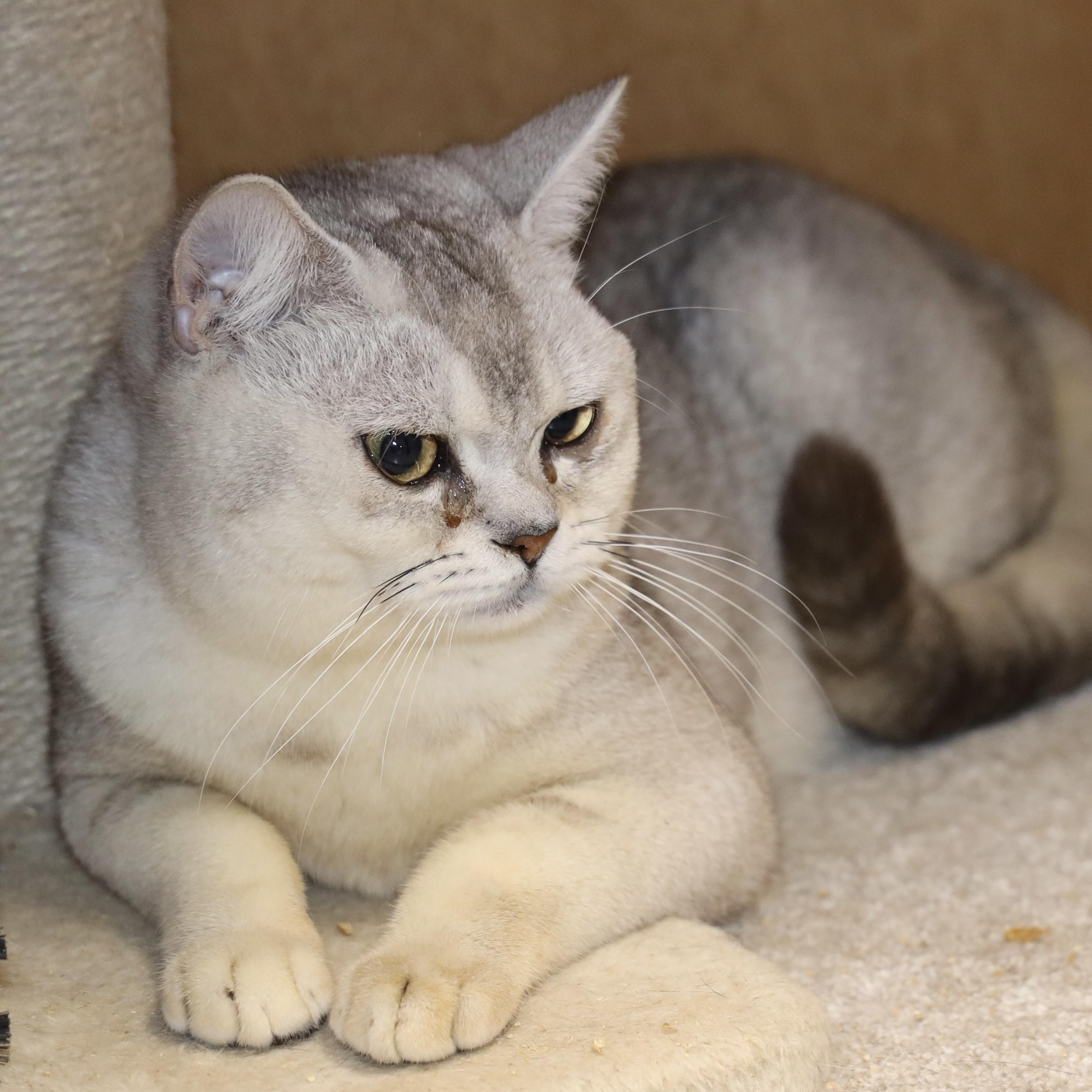 Enlarge Belmont, a ADOPTABLE American Shorthair in Allegan, MI image 2/3