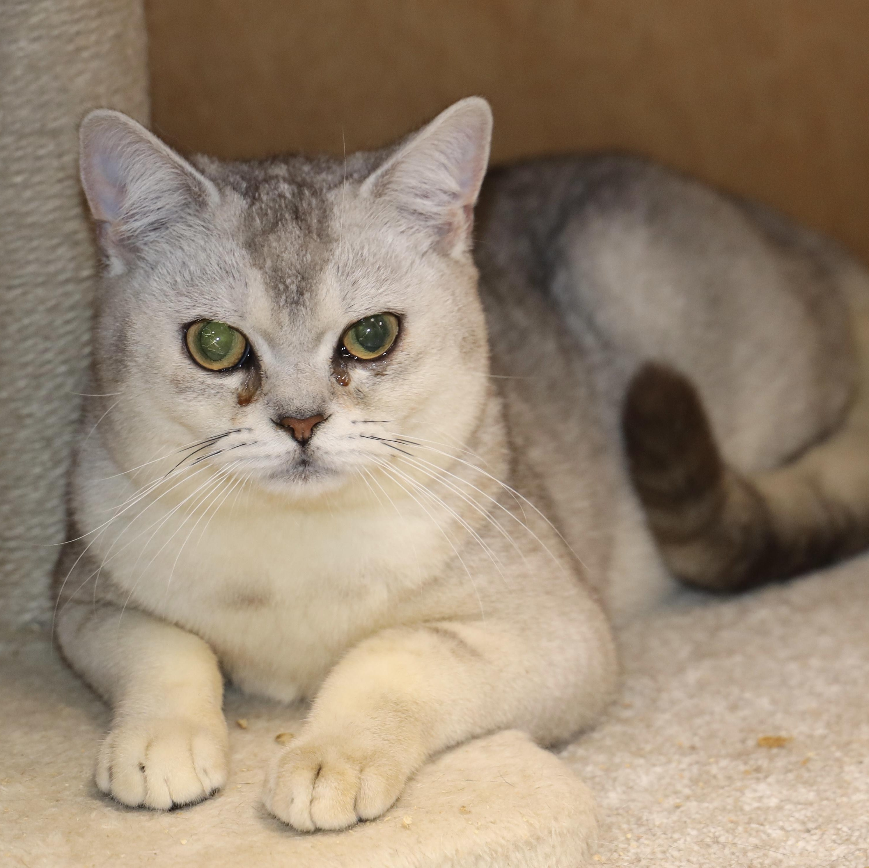 Enlarge Belmont, a ADOPTABLE American Shorthair in Allegan, MI image 1/3