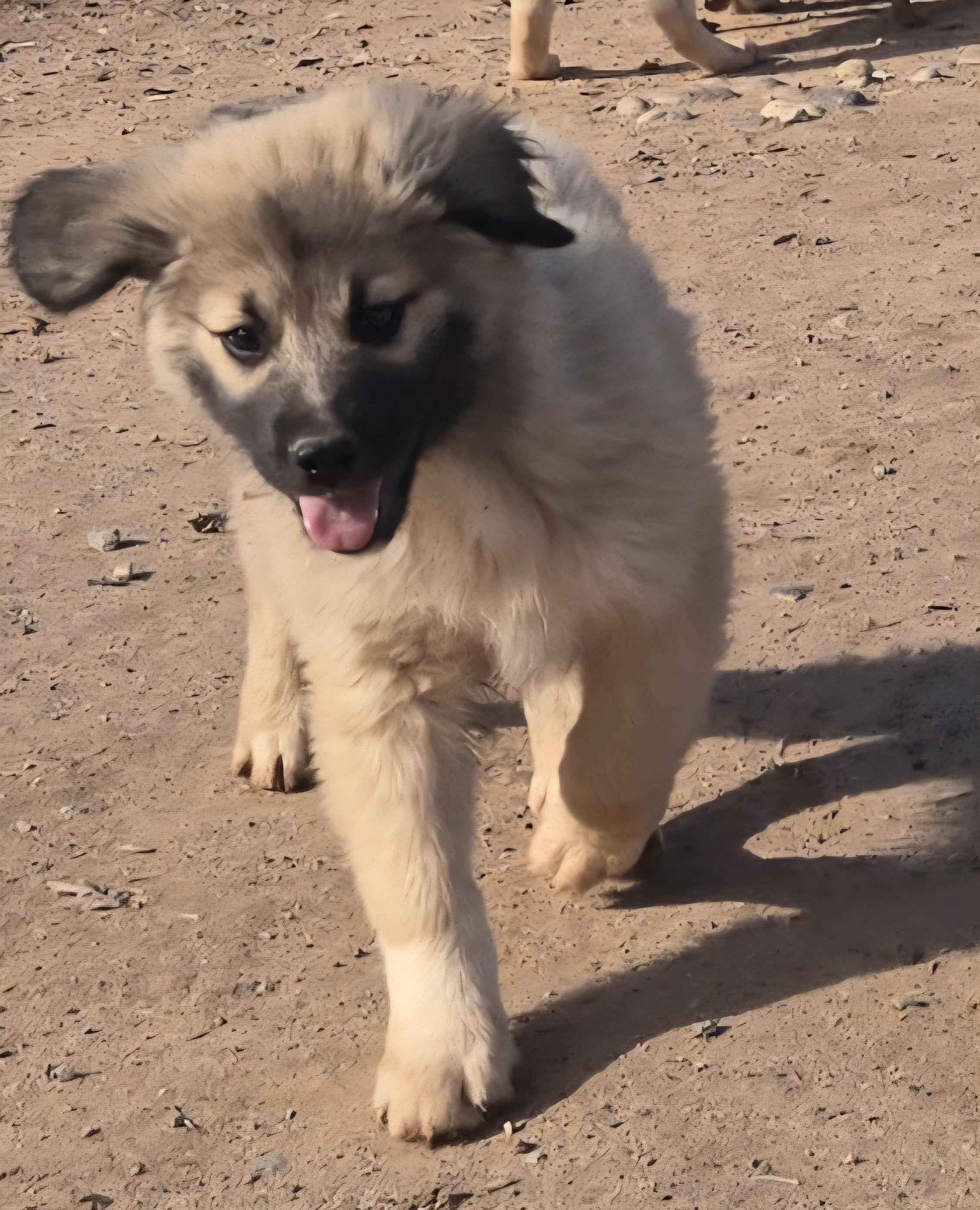**WILLIAM H BONNEY (Billy the Kid), adopted, Puppy Male Great Pyrenees & Giant Schnauzer.