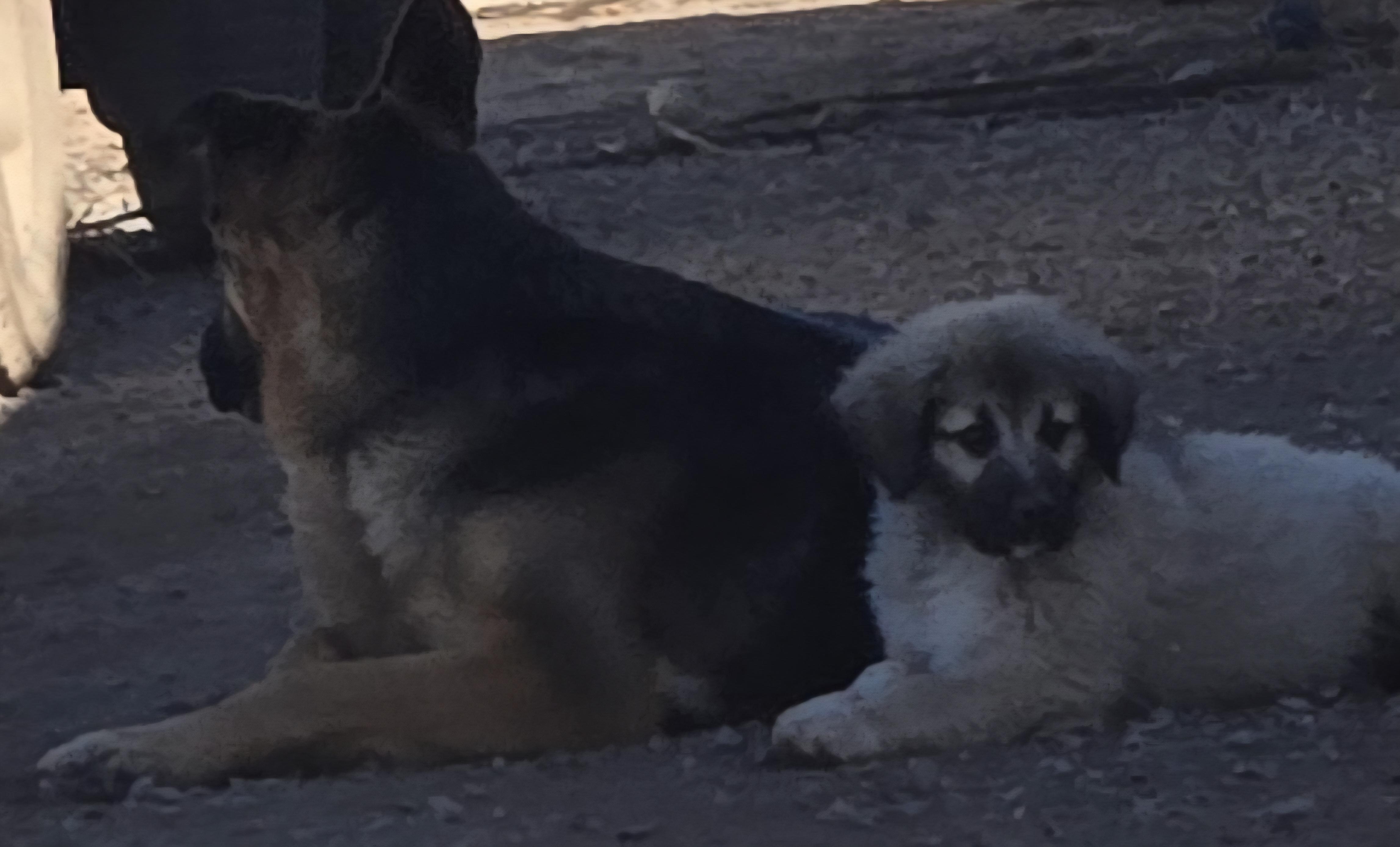 Enlarge **WILLIAM H BONNEY (Billy the Kid), an adopted mixed breed in Peralta, NM image 2/3