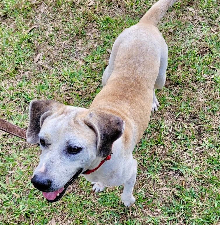 Enlarge Noel: Fee fully sponsored!, a Adopted mixed breed in Fort Myers, FL image 2/2