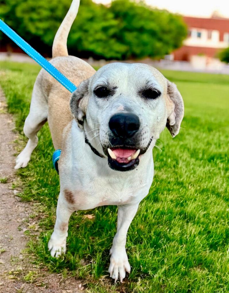 Noel: Fee fully sponsored!, Adoptable, Adult Female Labrador Retriever & Mixed Breed.