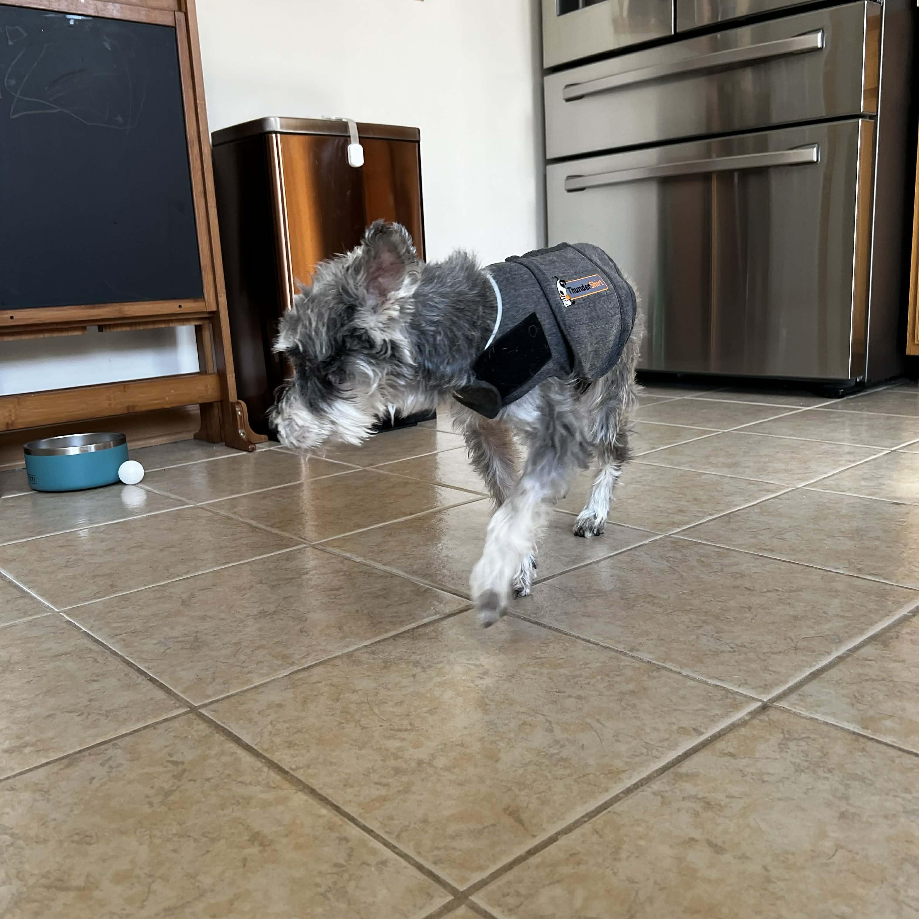 Enlarge Peanut, a ADOPTABLE Miniature Schnauzer in Homer Glen, IL image 5/6