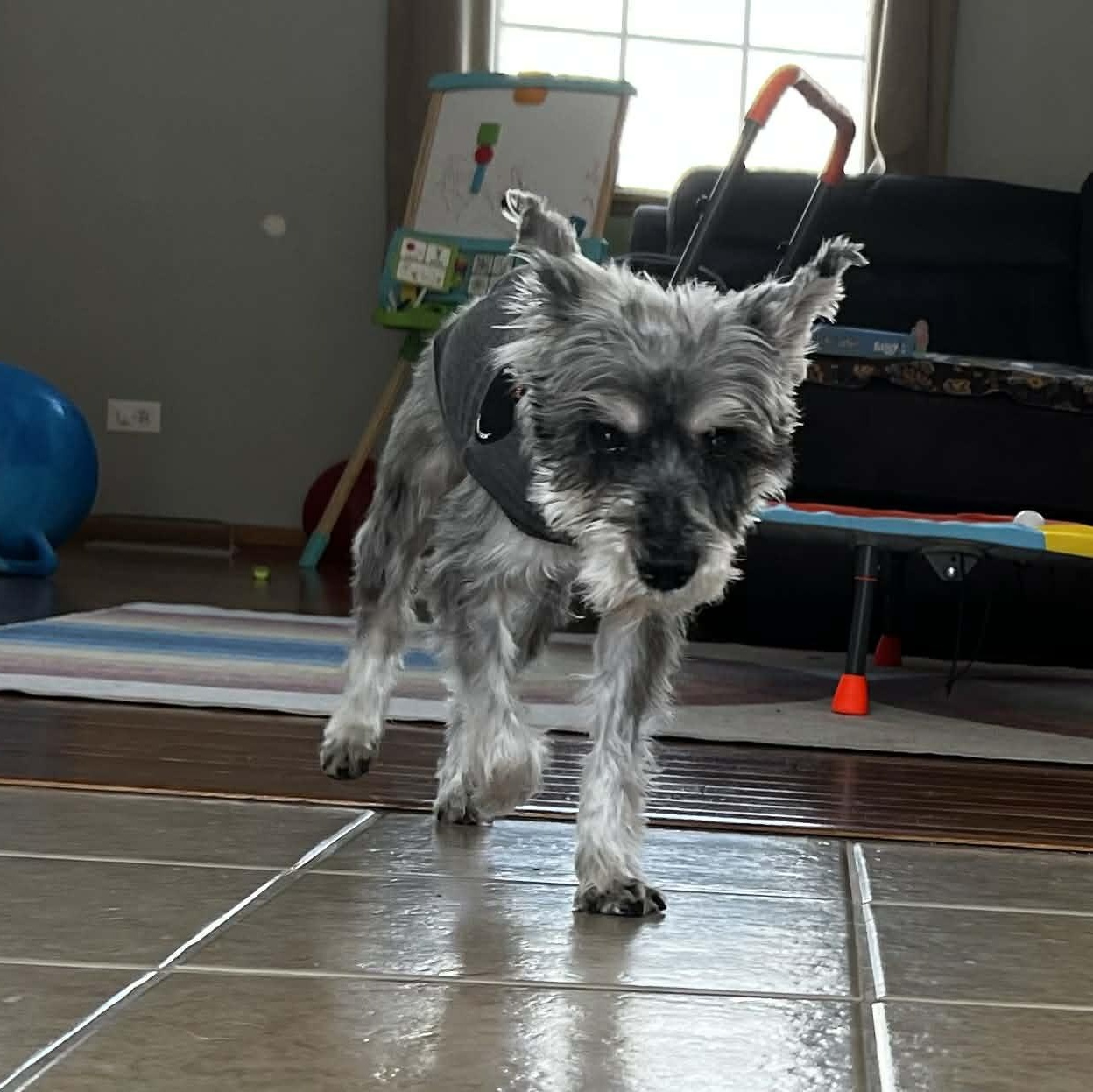 Enlarge Peanut, a ADOPTABLE Miniature Schnauzer in Homer Glen, IL image 2/6