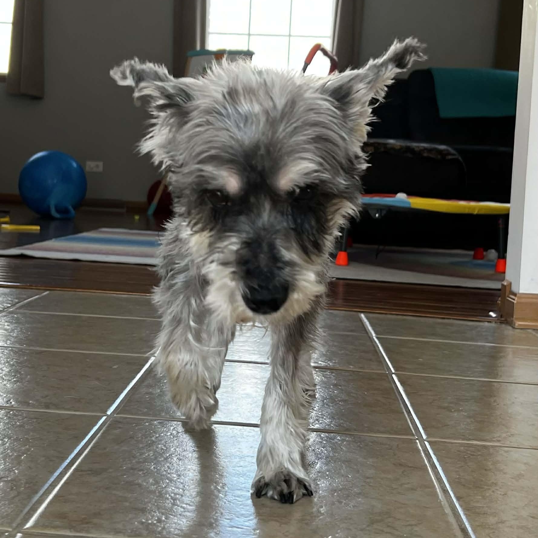Enlarge Peanut, a ADOPTABLE Miniature Schnauzer in Homer Glen, IL image 3/6