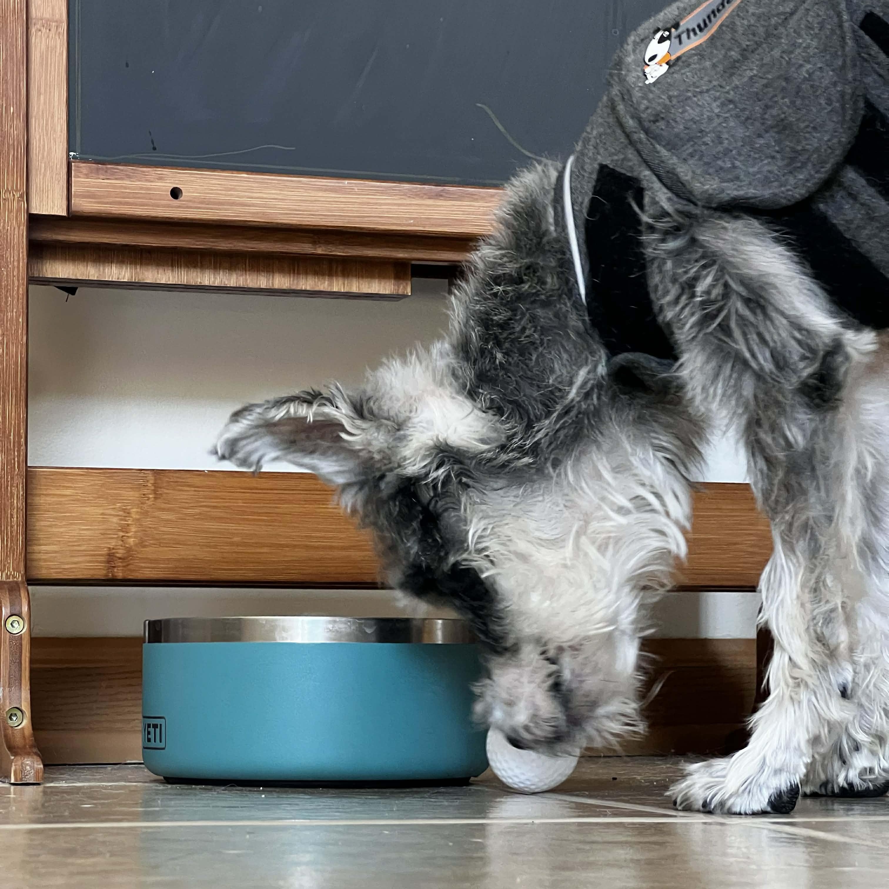 Enlarge Peanut, a ADOPTABLE Miniature Schnauzer in Homer Glen, IL image 4/6