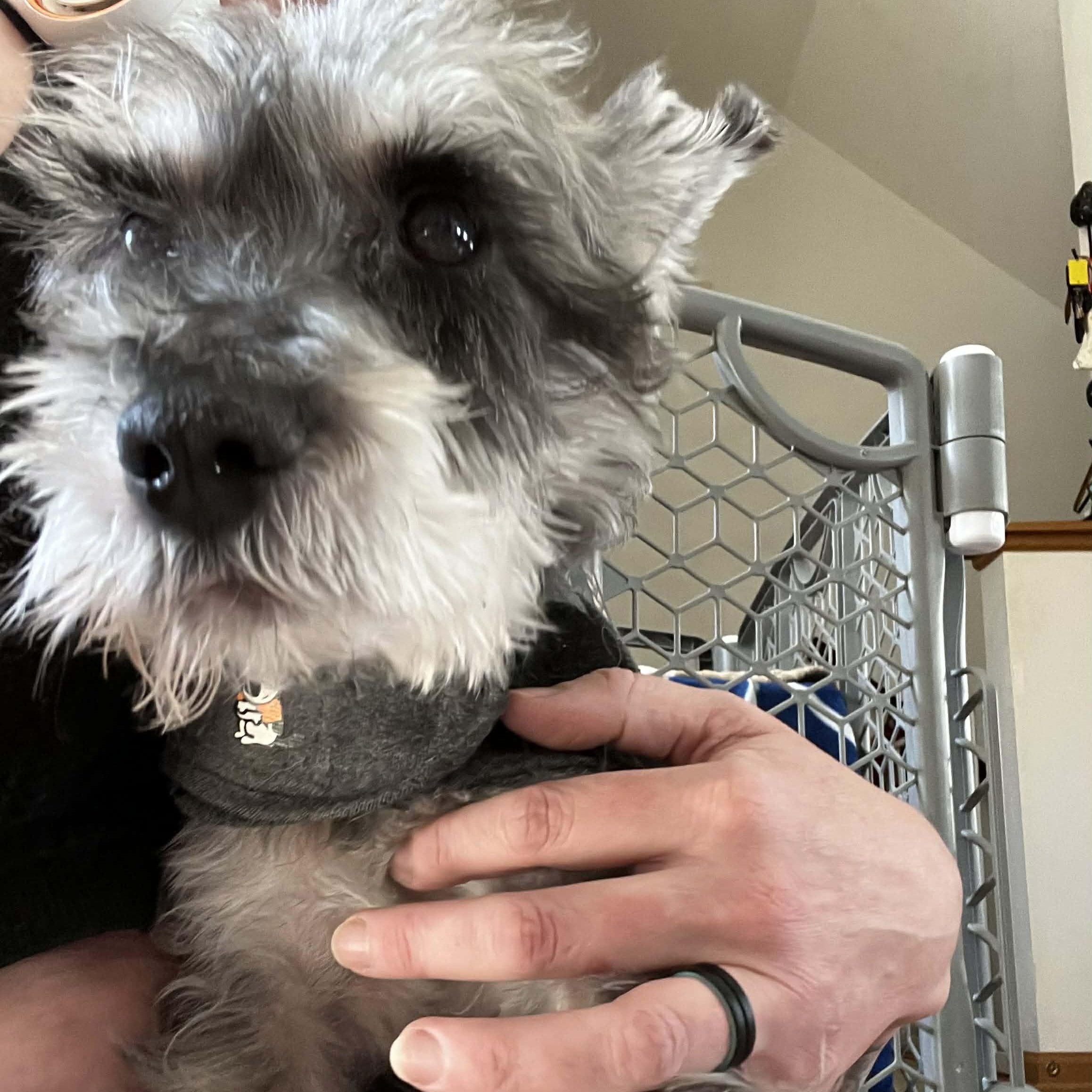 Peanut, ADOPTABLE, Senior Male Miniature Schnauzer.