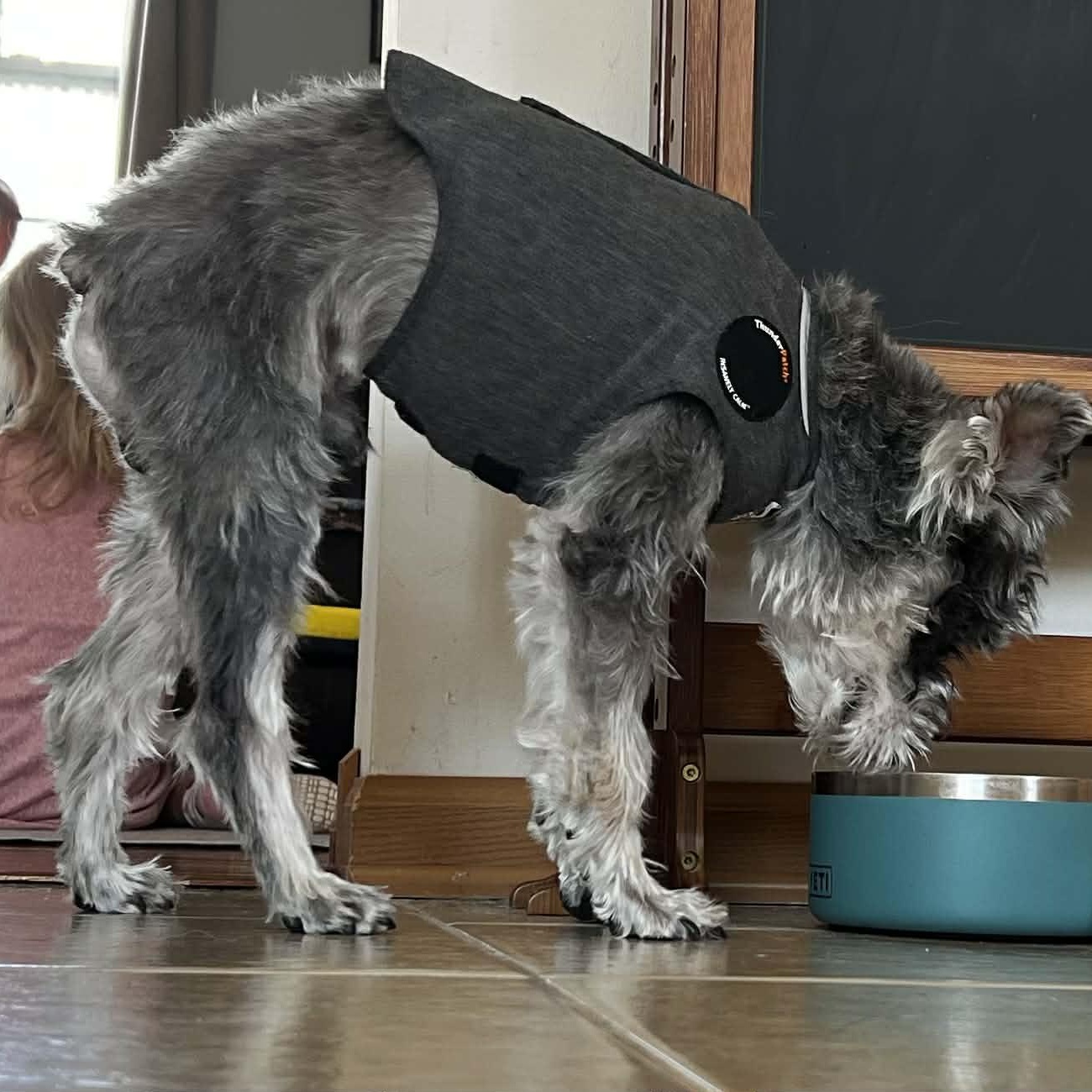 Enlarge Peanut, a ADOPTABLE Miniature Schnauzer in Homer Glen, IL image 6/6