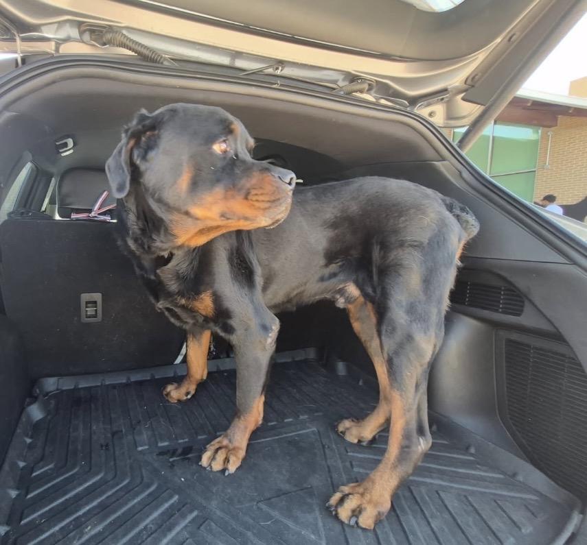 Bo, Adopted, Adult Male Rottweiler.